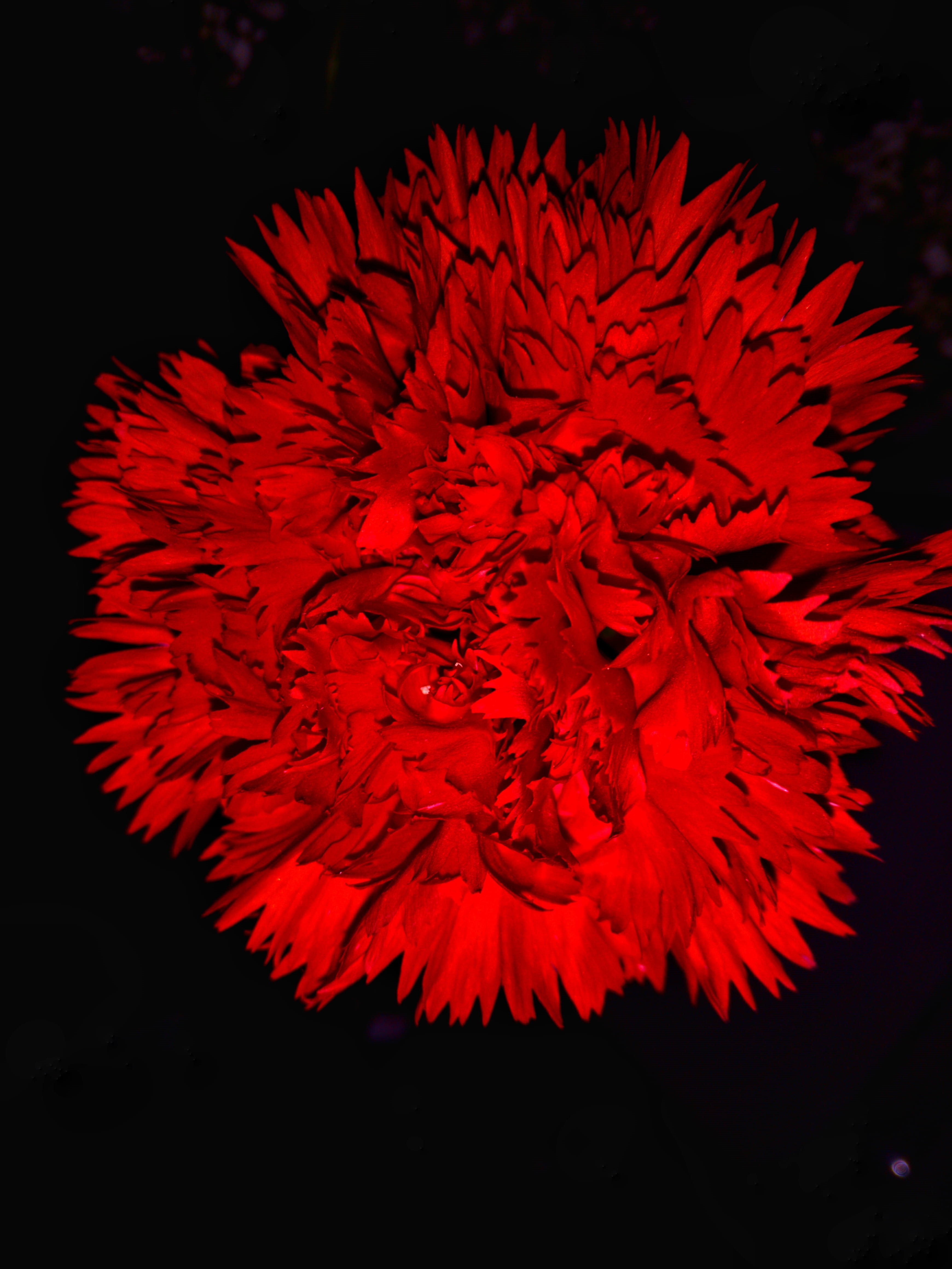 black background, nature, no people, petal, red, fragility, creativity, growth, indoors, inflorescence, flowering plant, studio shot, 4K, orange color, Phone HD Wallpaper