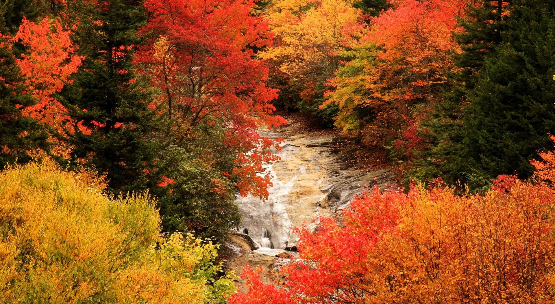 north carolina, leaf, day, autumn collection, plant, yellow, green, tree, ridge, non-urban scene, orange color, blue ridge parkway, tranquil scene, land, HD Wallpaper