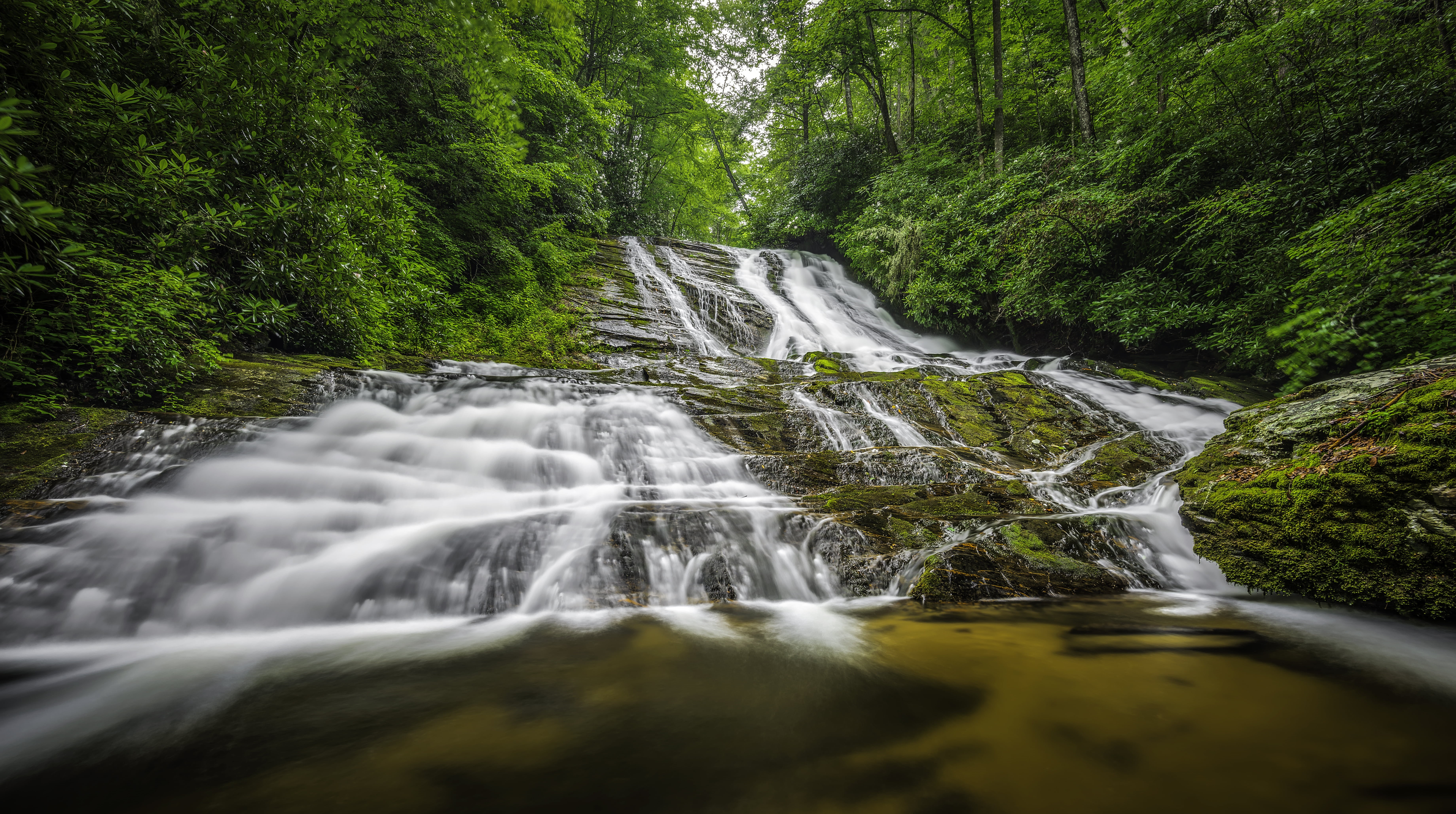 tropical Rainforest, United States, carolina, beauty In Nature, Pisgah  National  Forest, Pisgah National Forest, freshness, Brevard  North Carolina, Cathey, HD Wallpaper