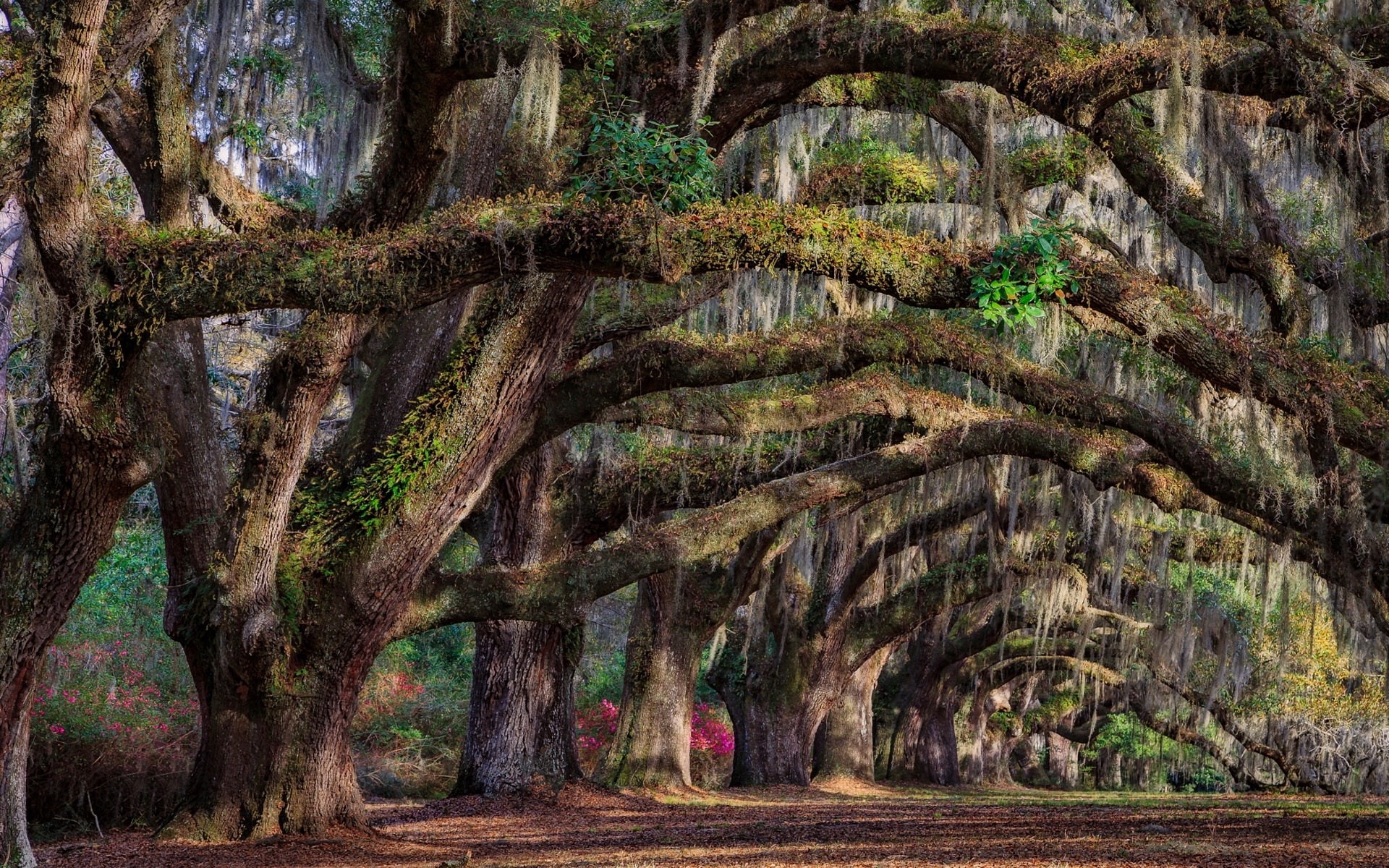 Trees, Carolina, South, Charleston, 1080P, Spring, USA, HD Wallpaper