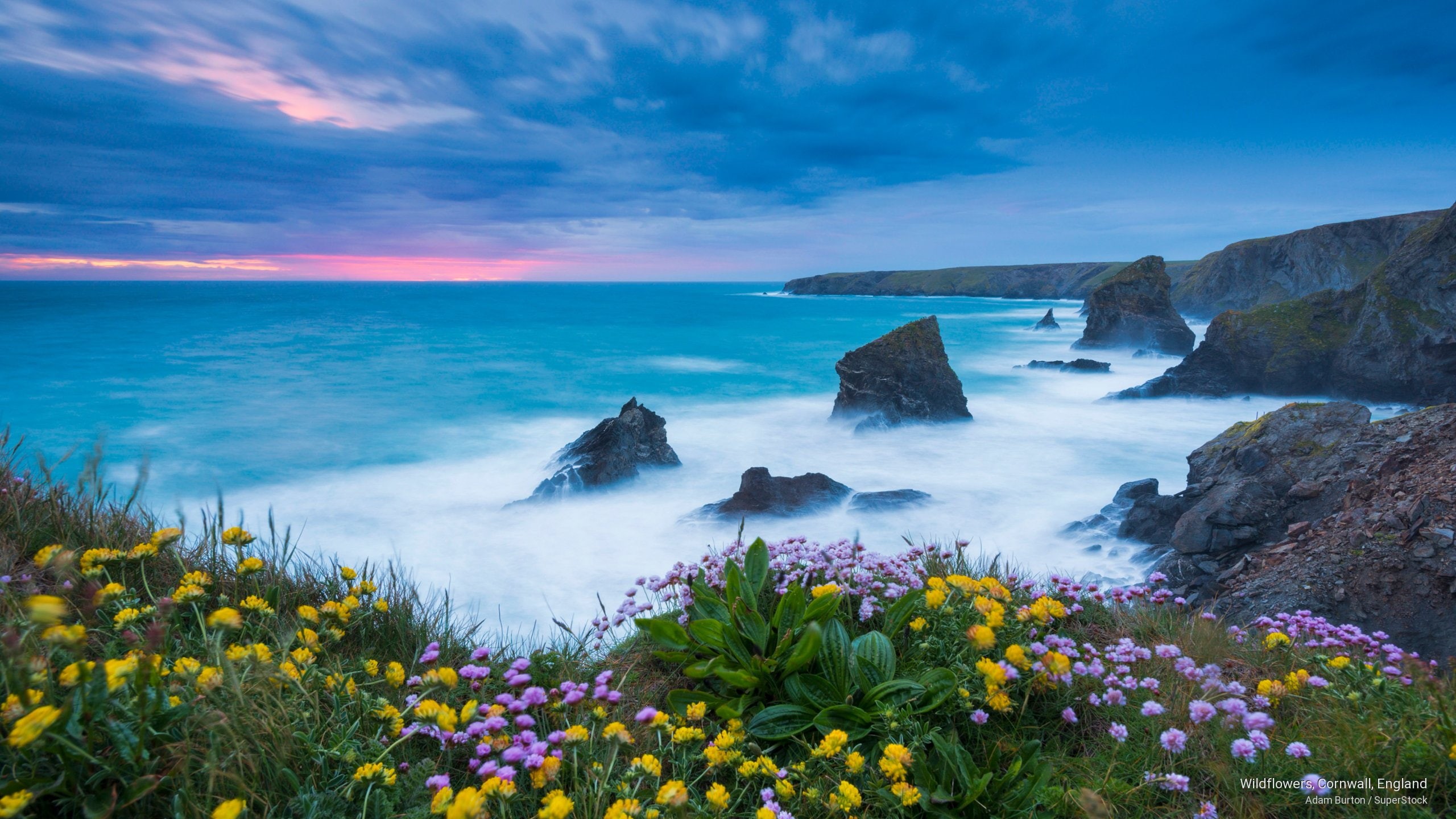 cornwall, england, wildflowers, 2K, Spring/Summer, HD Wallpaper
