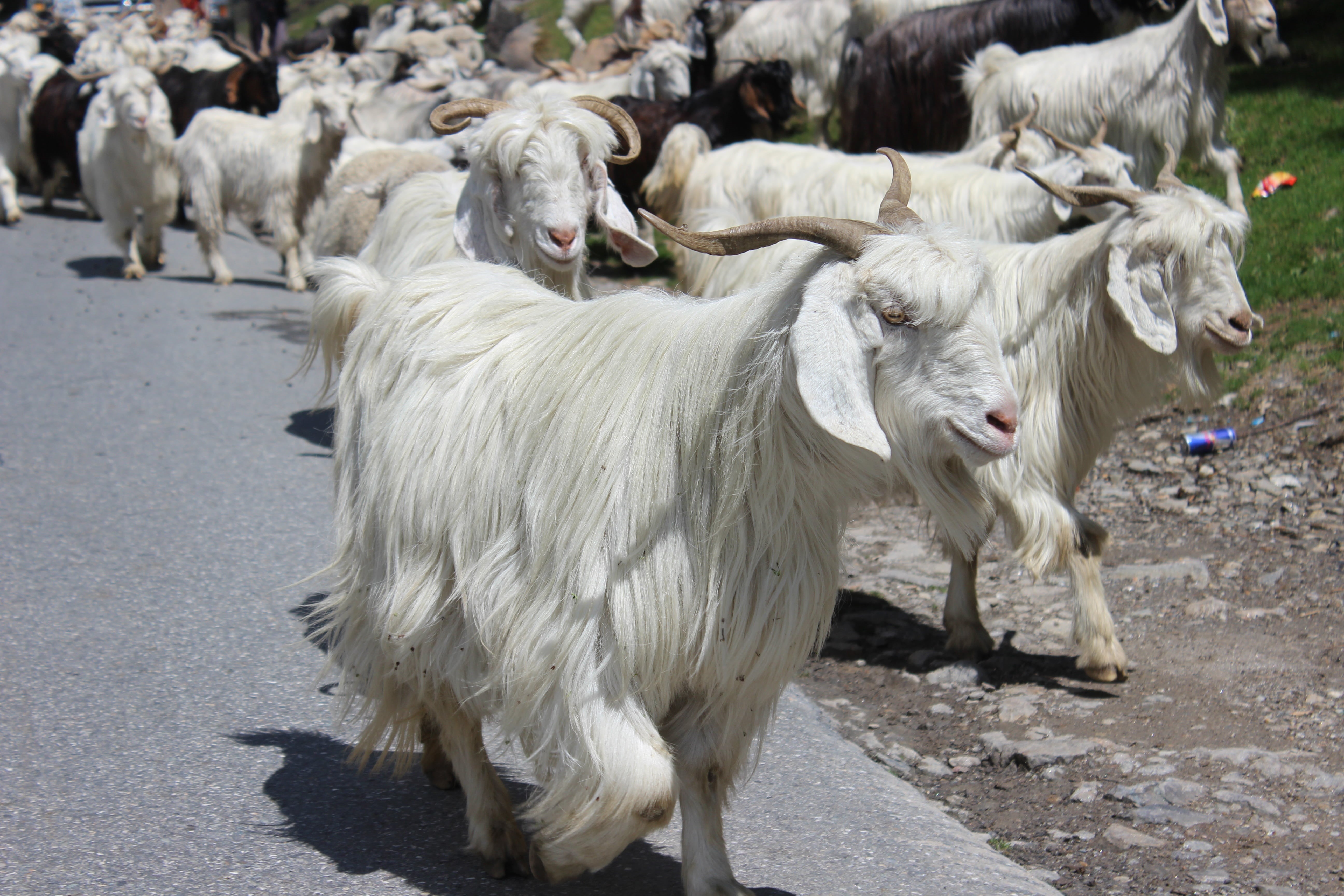 white color, herbivorous, animal, mount, street, rohtang, cattle, herd, mountain, animal themes, himachal, ice, goat, mammal, cow, road, landscape, vertebrate, HD Wallpaper