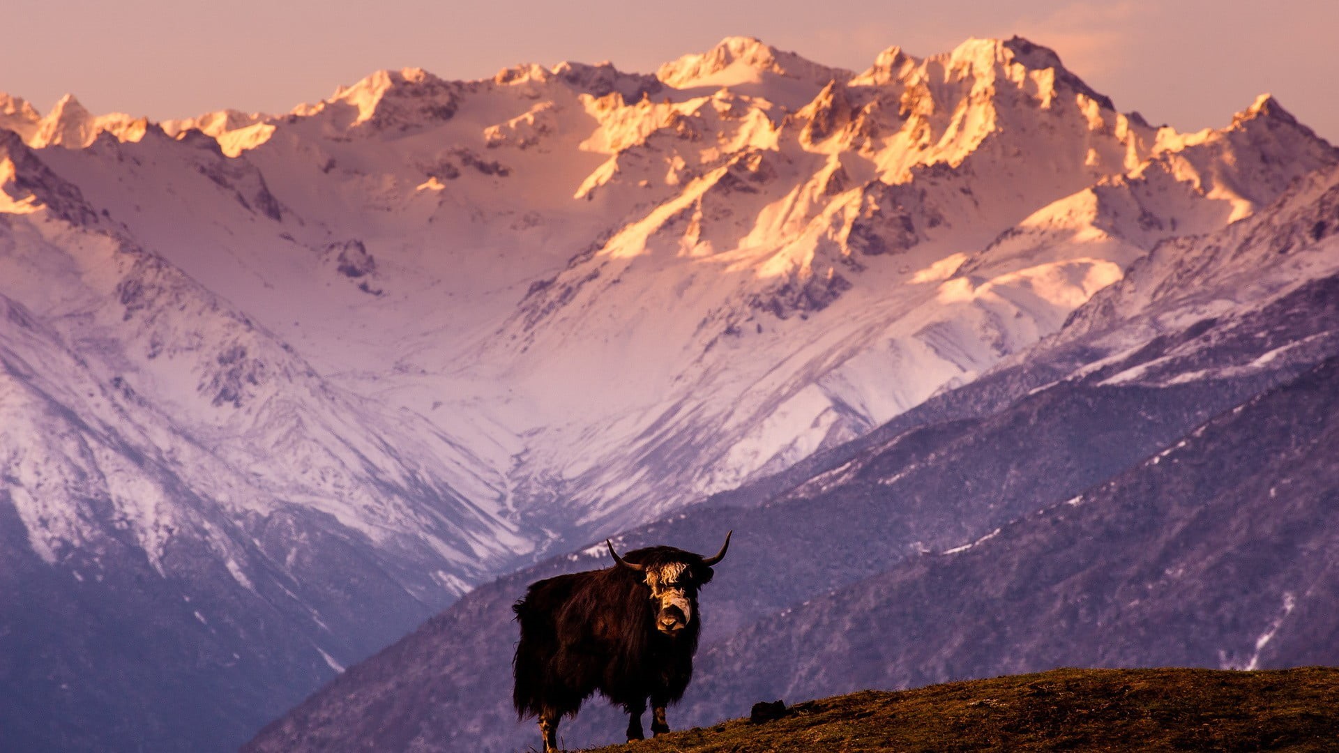 livestock, animal, snow, bull, beauty in nature, animals, animal themes, Tibet, domestic animals, sky, mountain, snowcapped mountain, highland, black, winter, HD Wallpaper