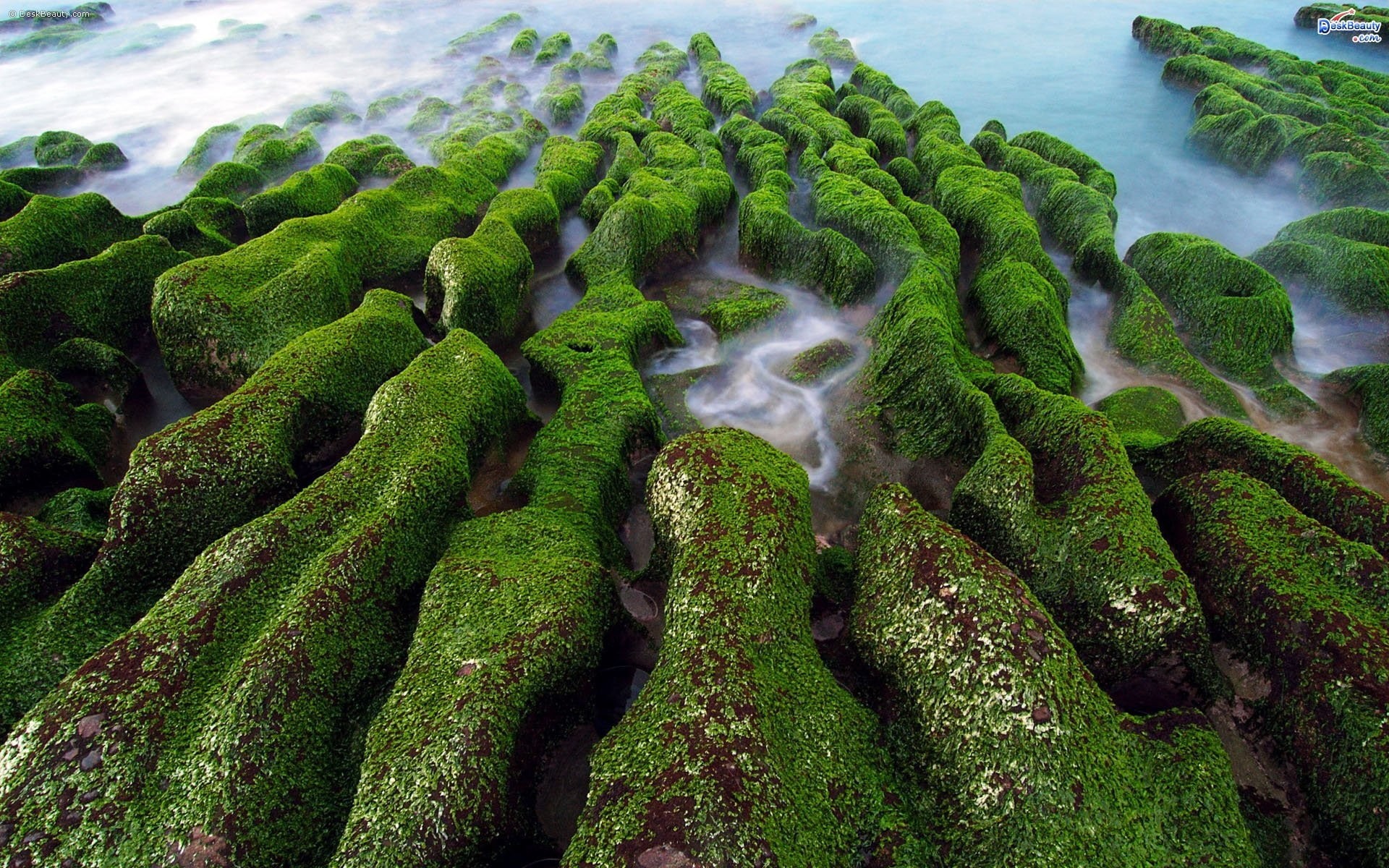 1080P, nature, Taiwan, HD Wallpaper