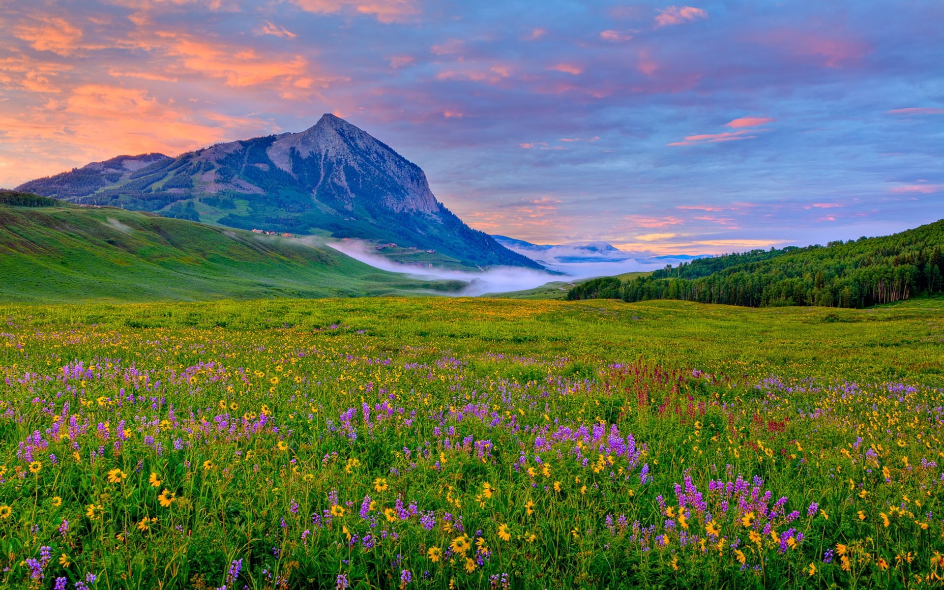 crested, colorado, 1080P, yellow, purple, butte, rocky, spring, wildflowers, mountains, landscape, valley, HD Wallpaper