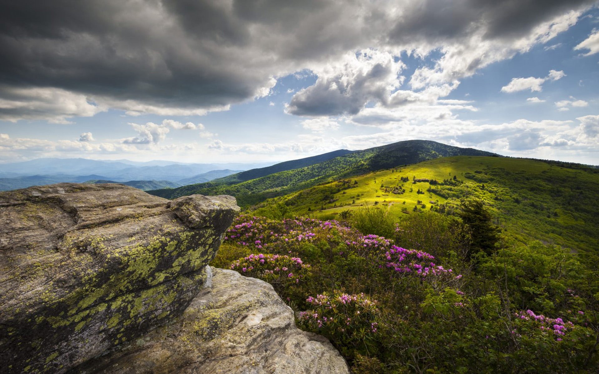  nature, roan, appalachian, landscape, flowers, mountain, 1080P, rhododendron, hd, trail, peaks, HD Wallpaper
