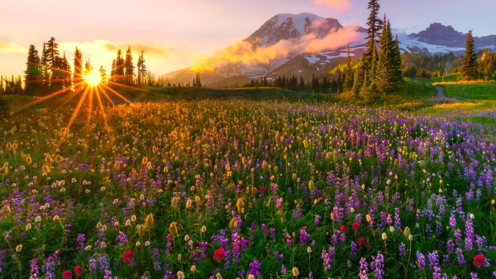 mountain, yellow, meadow, hd, last, 1080P, wild, flowers, purple, rays, landscape, sunset, red, sun, snow, spring, HD Wallpaper
