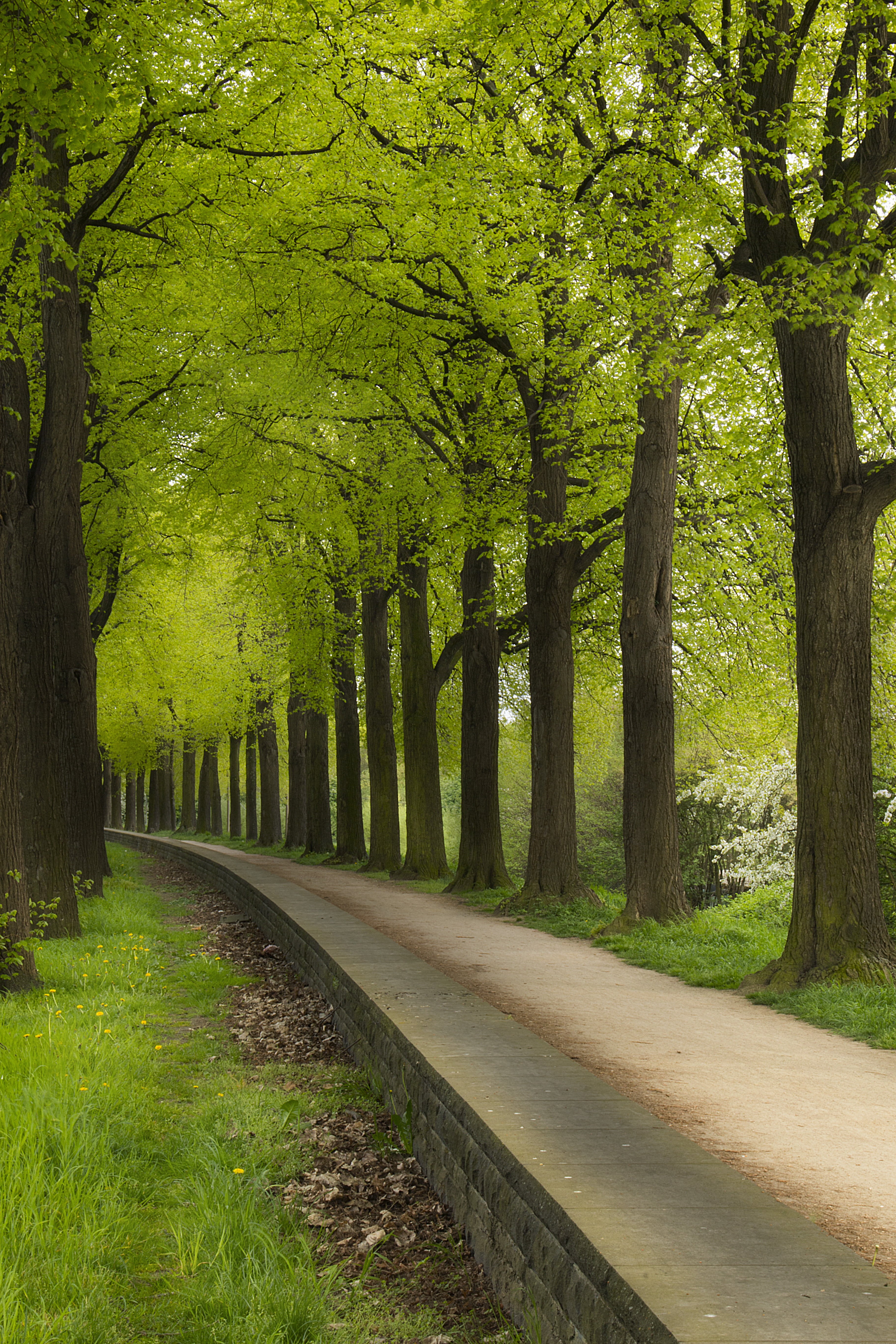 grey, in between, tree, concrete road, green Color, footpath, 5K, bike, concrete, Spring, landscape, forest, leaf, season, woodland, park - Man Made Space, Phone HD Wallpaper