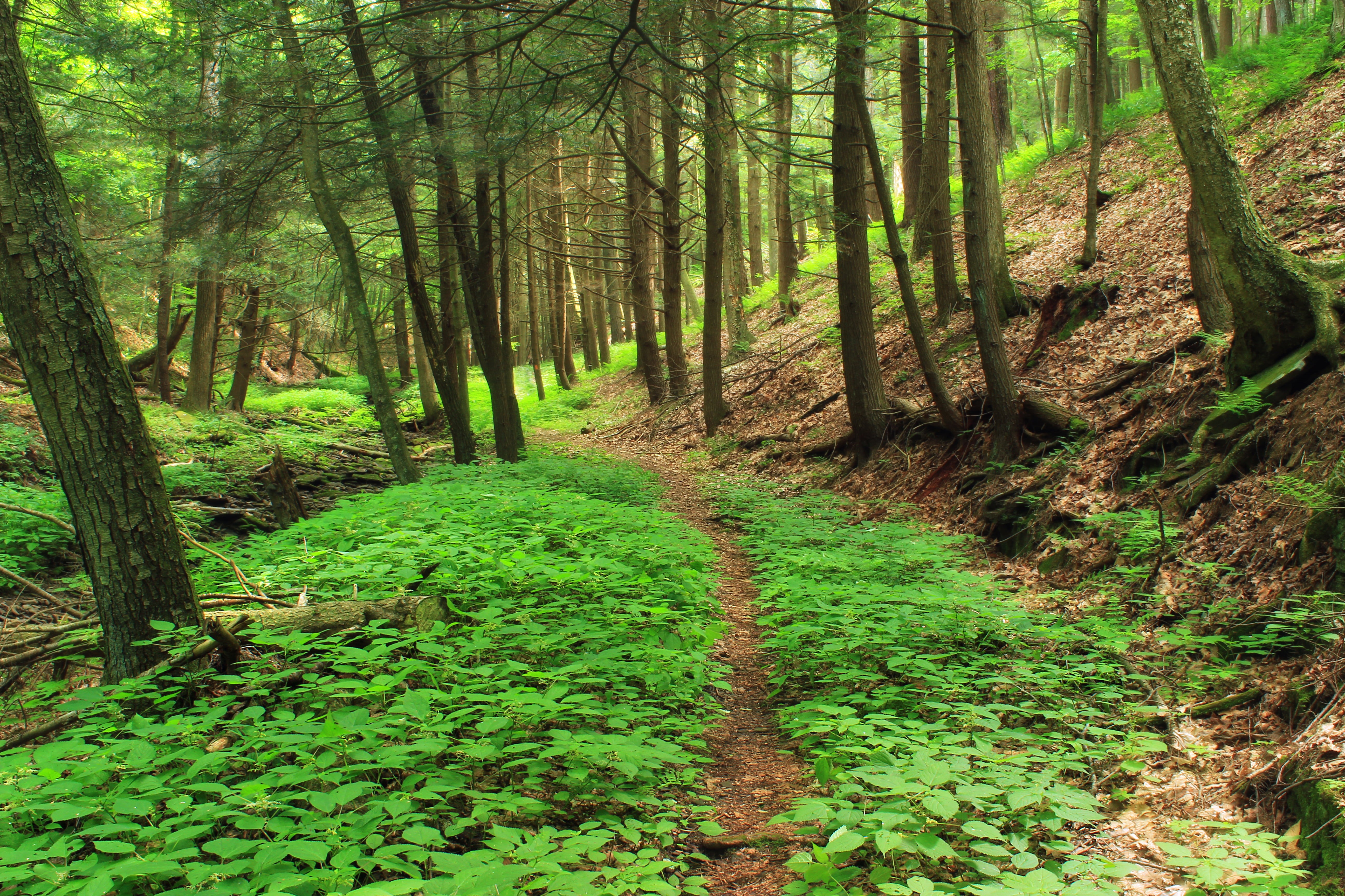 hiking  trail, green, Golden Eagle Trail, Early-Morning, nature, leaf litter, Bonnell, Run Wild, green Color, Pennsylvania, path, trees, forest, footpath, HD Wallpaper