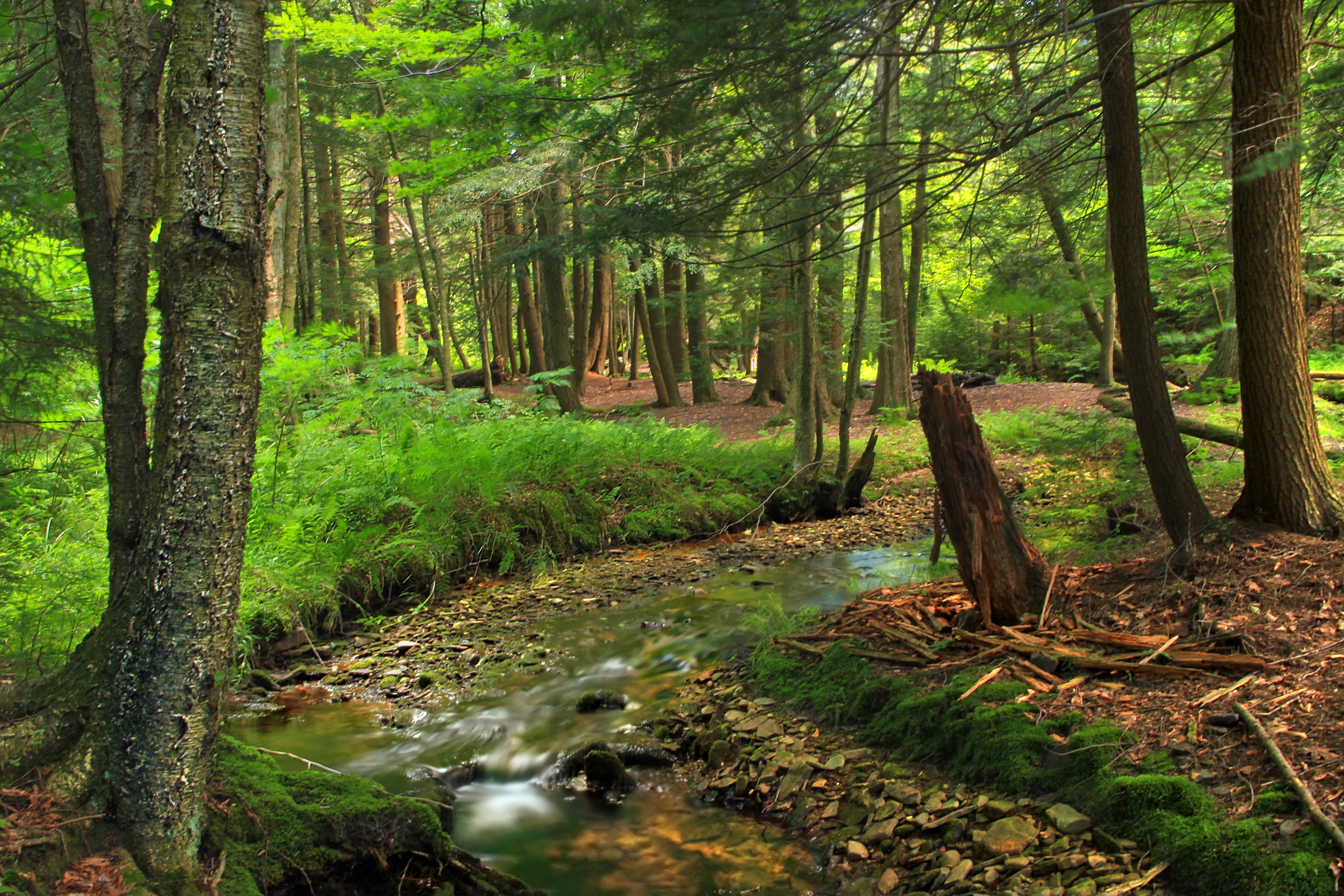 Painter Creek, outdoors, rocks, forest, riparian, beauty In Nature, green forest, moss, hiking, scenics, headwaters, daytime, nature, stream, Lackawanna County, HD Wallpaper
