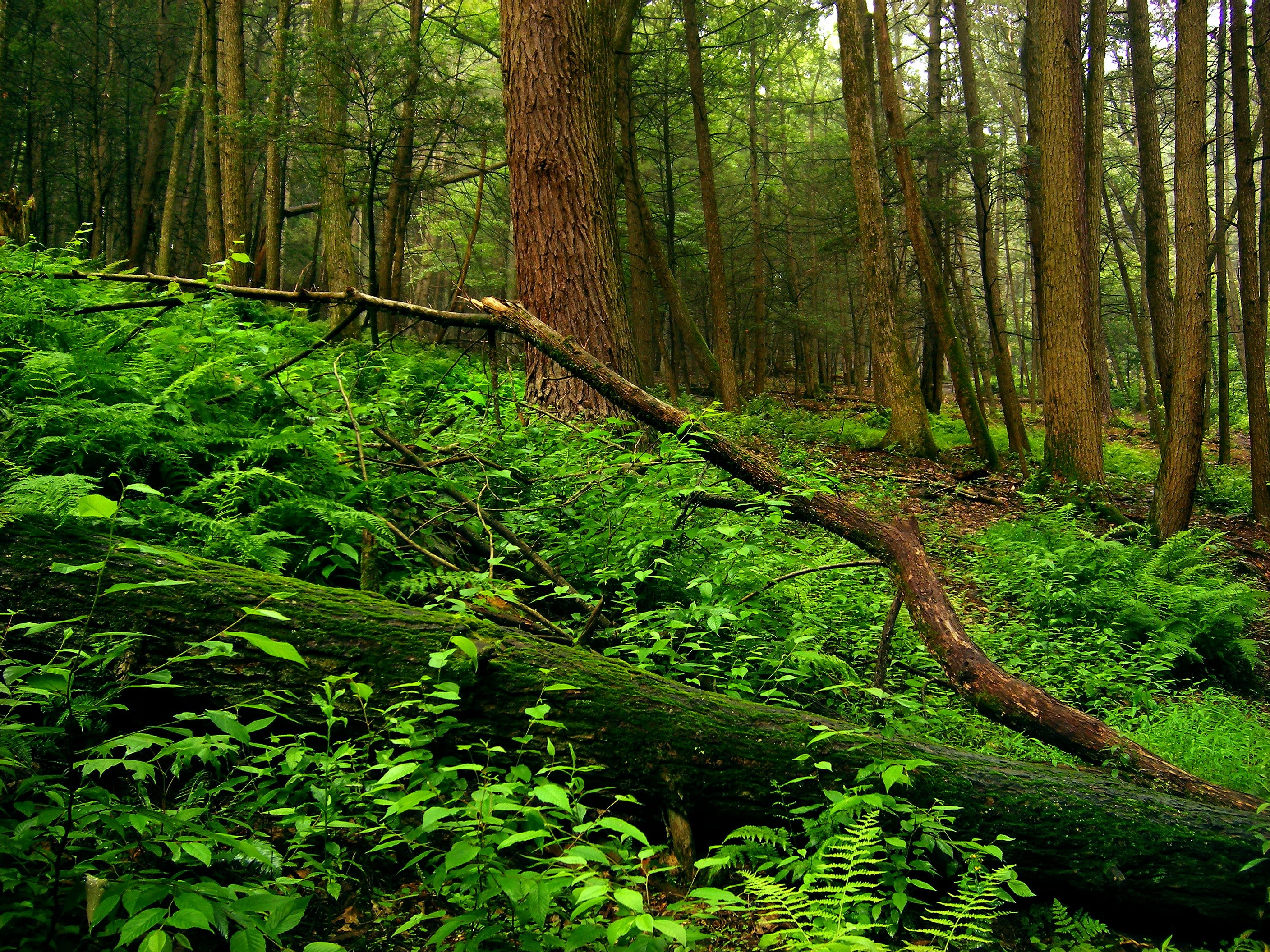 Sussex County, landscape, forest, 2K, photo, ferns, woodland, undergrowth, Stokes State Forest, green Color, moss, green forest, summer, outdoors, green, HD Wallpaper