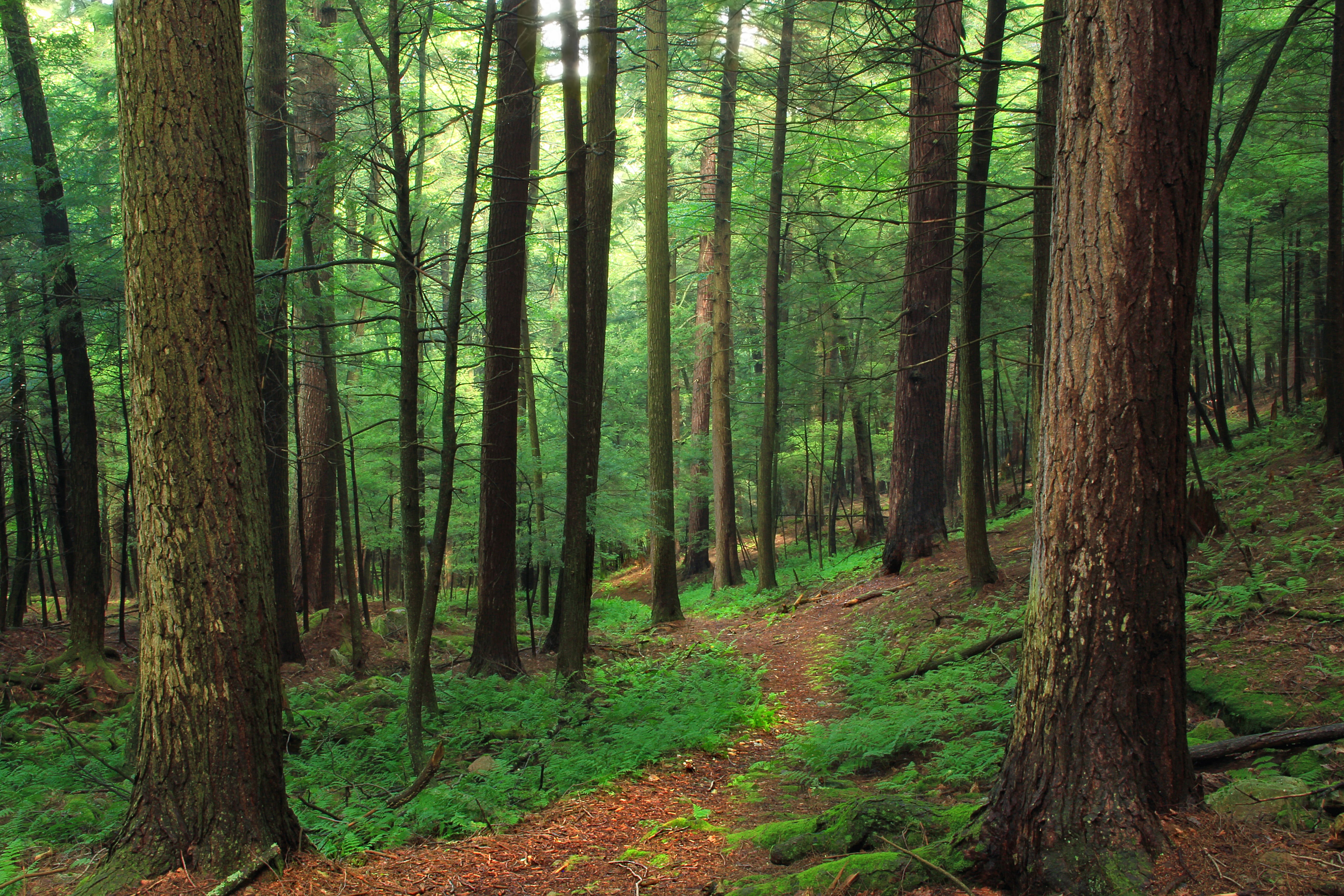 autumn, coniferous  forest, tree, Beech Bottom, old-growth forest, Trail, forest, Forrest H. Duttlinger Natural Area, eastern hemlocks, vegetation, woodland, HD Wallpaper