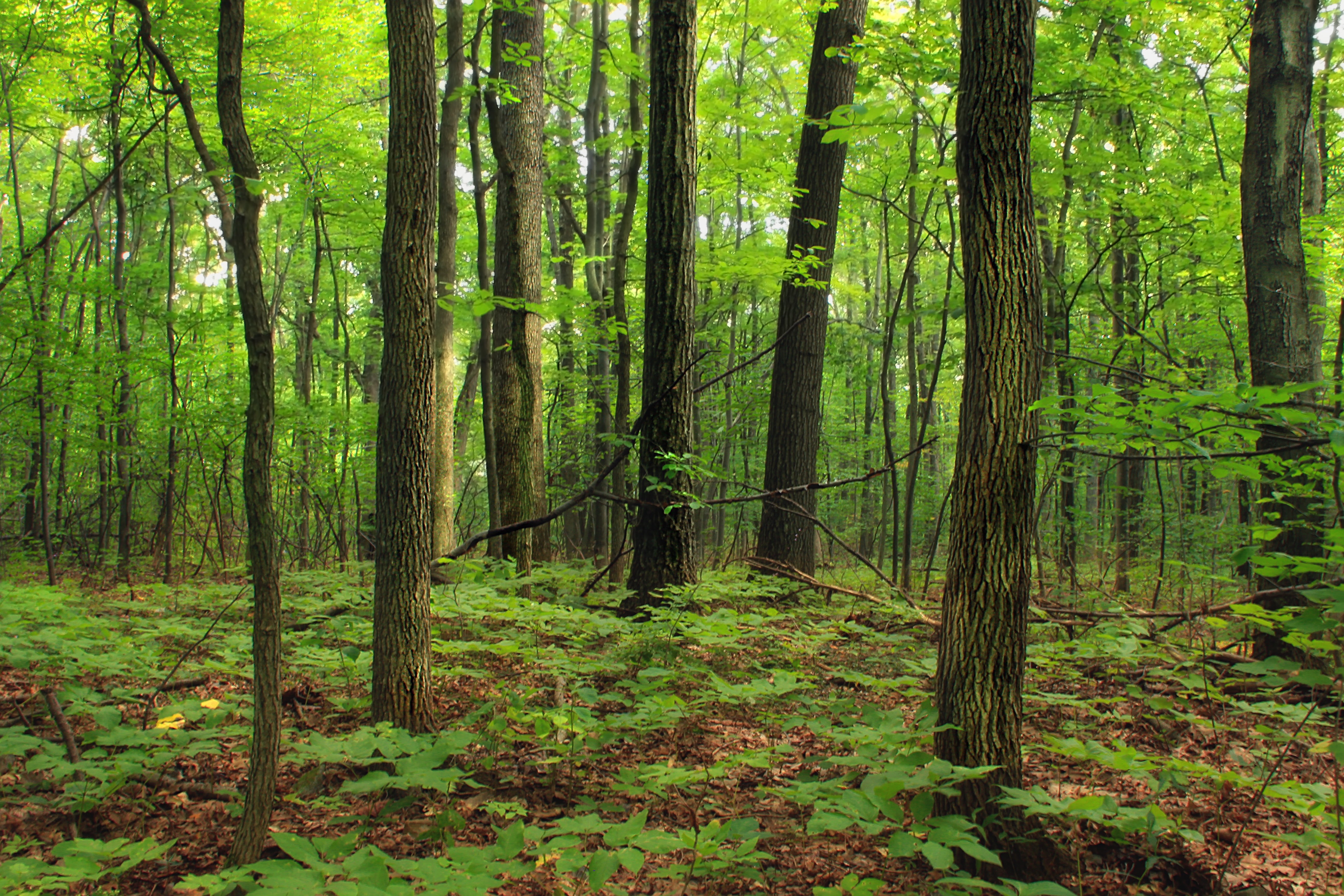 tree, landscape, Poconos, Appalachian Trail, Monroe County, temperate deciduous forest, Kittatinny Mountain, green Color, scenics, leaf, undergrowth, understory, HD Wallpaper