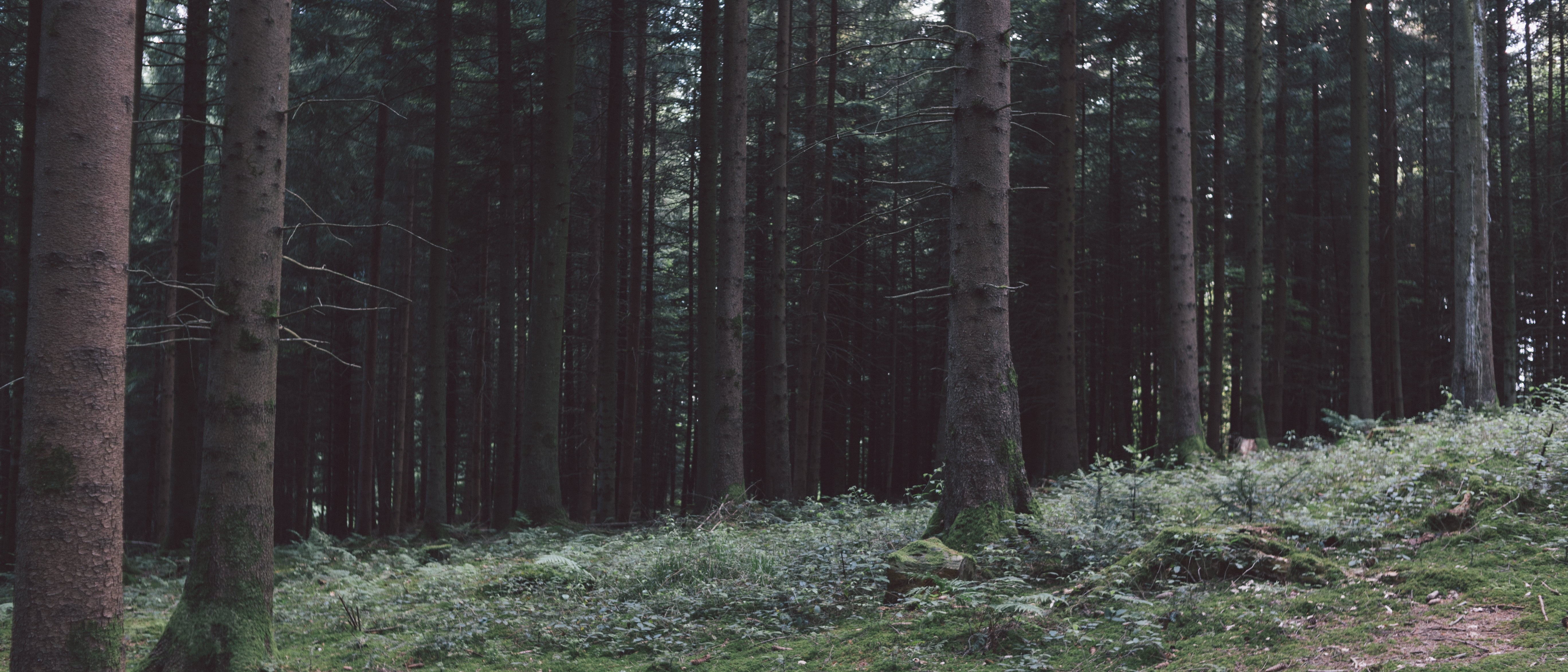 land, scenics - nature, no people, trunk, ultra-wide, 5K, growth, outdoors, coniferous tree, abundance, green, Switzerland, woodland, remote, environment, HD Wallpaper