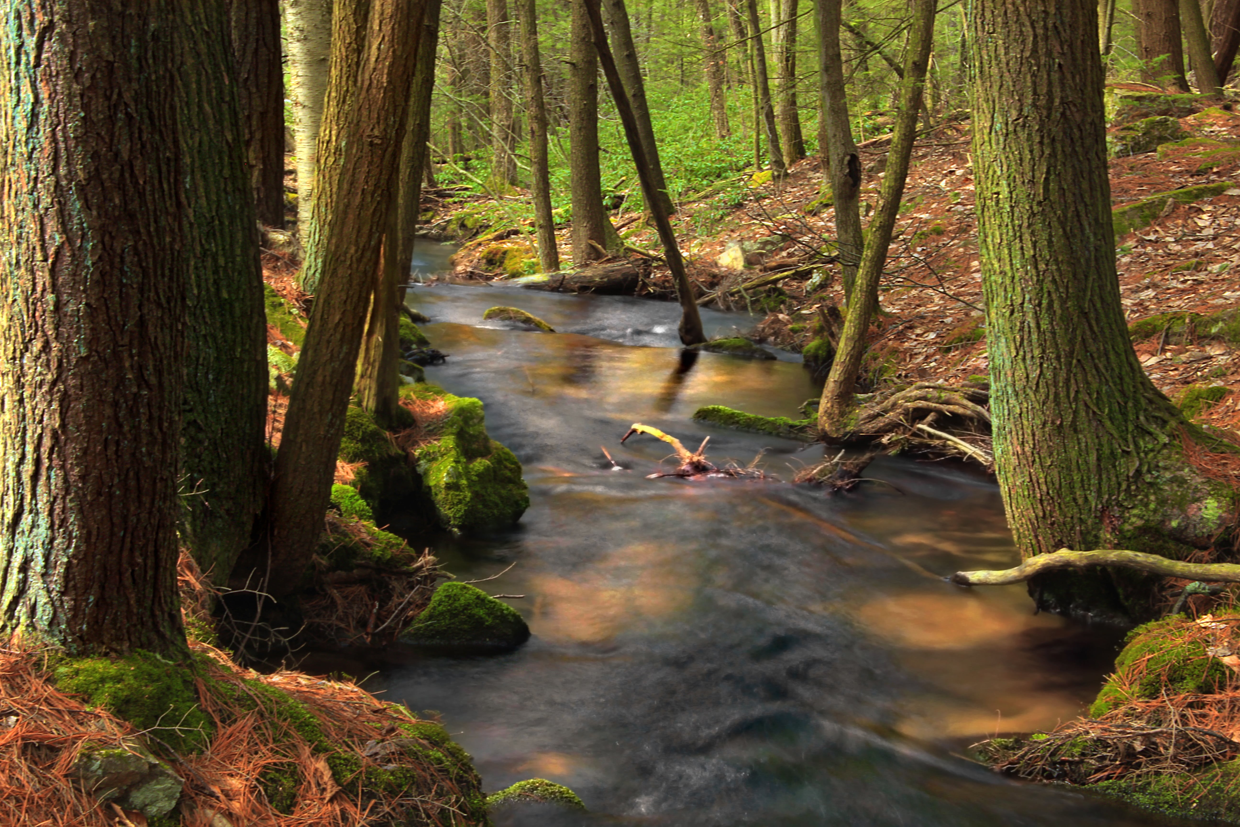 river, Bald Eagle State Forest, creative commons, leaf, spruce, scenics, green, spring, rocks, beauty In Nature, woodland, landscape, Gap  creek, surrounded, HD Wallpaper