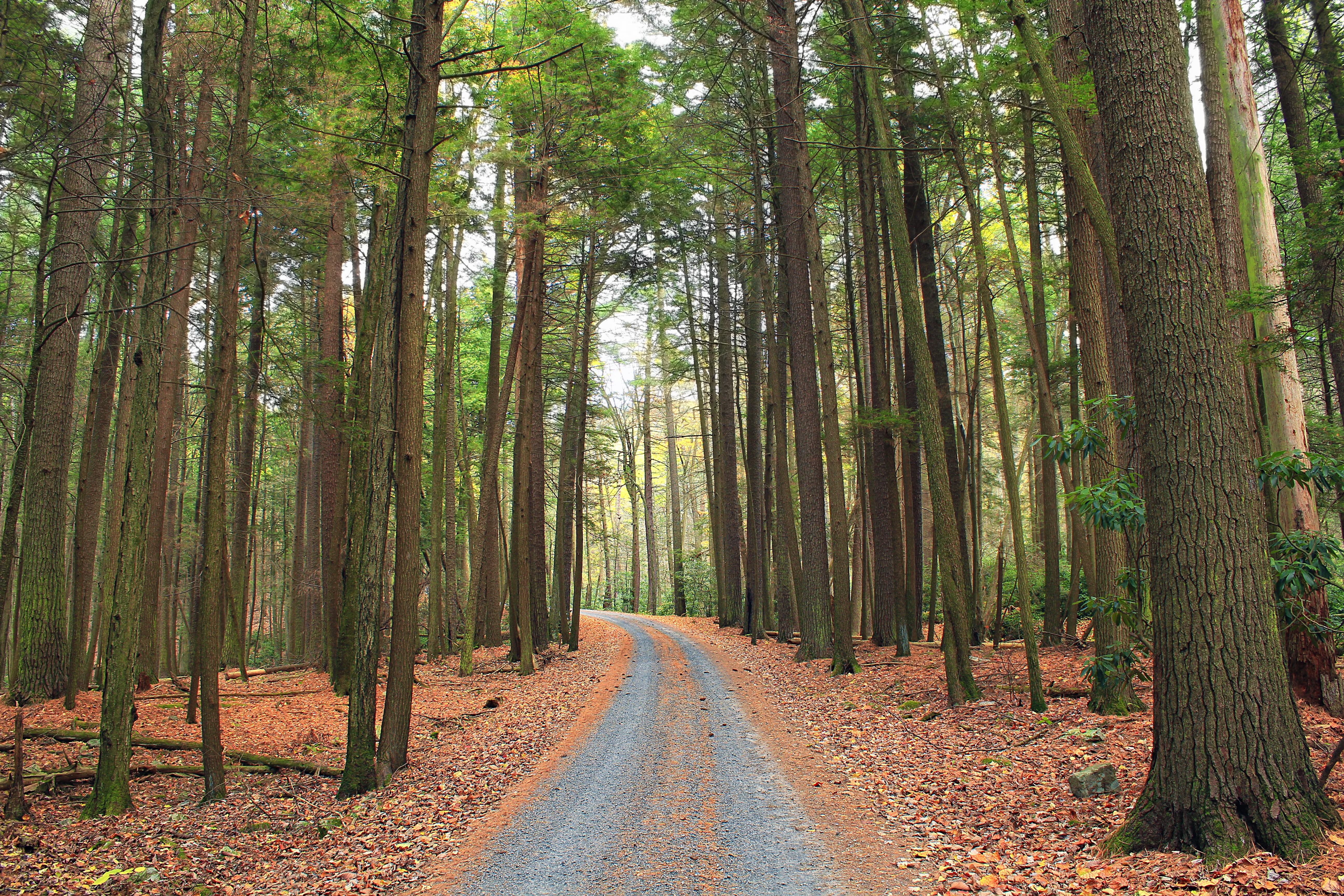road, gravel road, Huntingdon County, daytime, old-growth forest, leaf, tree, coniferous, woodland, Pennsylvania, creative commons, cleared, Rothrock State Forest, HD Wallpaper