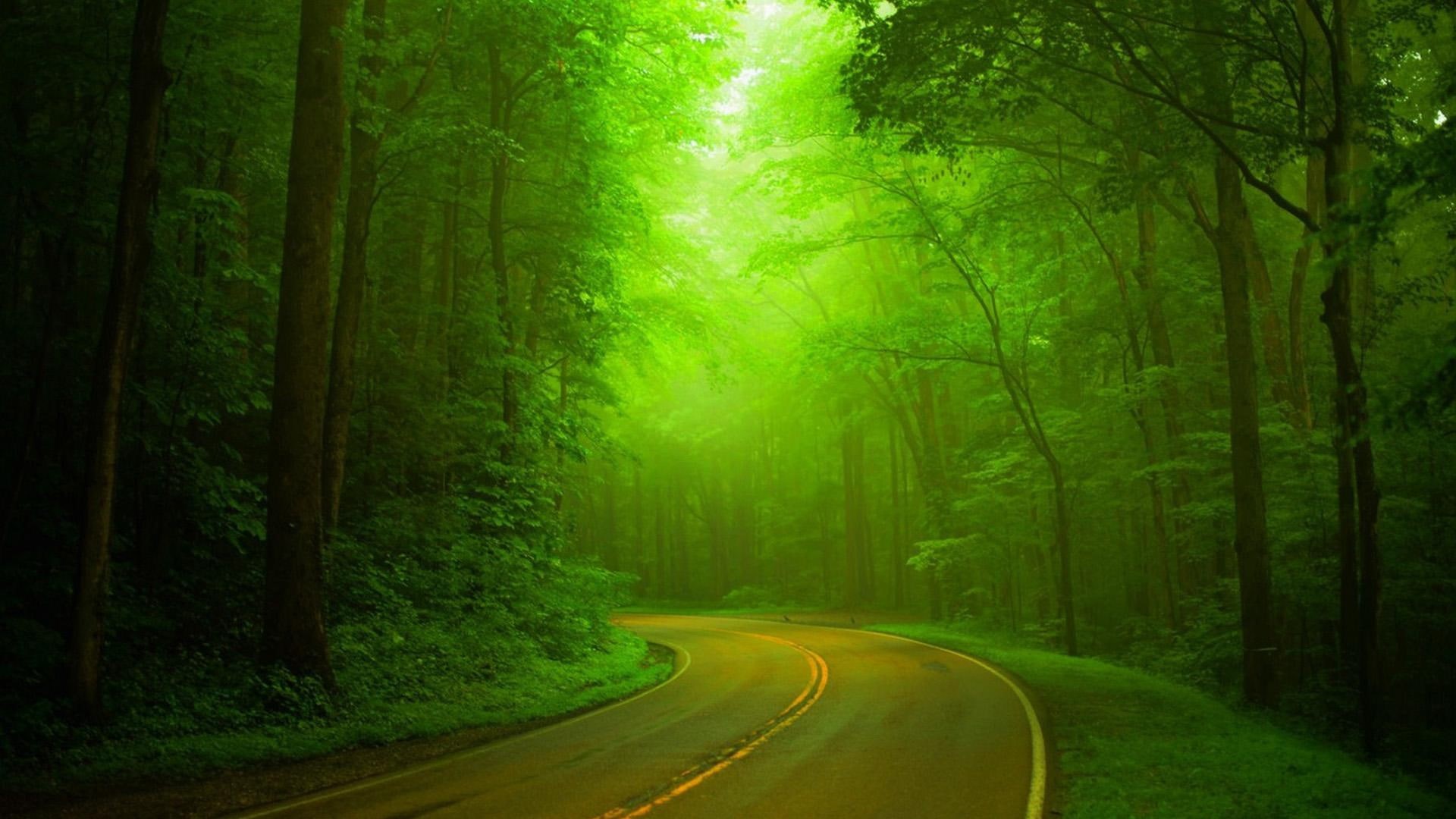 natural, 1080P, roads, green, hazy, green forests, leave, trees, forests, woods, green landscape, landscape, HD Wallpaper