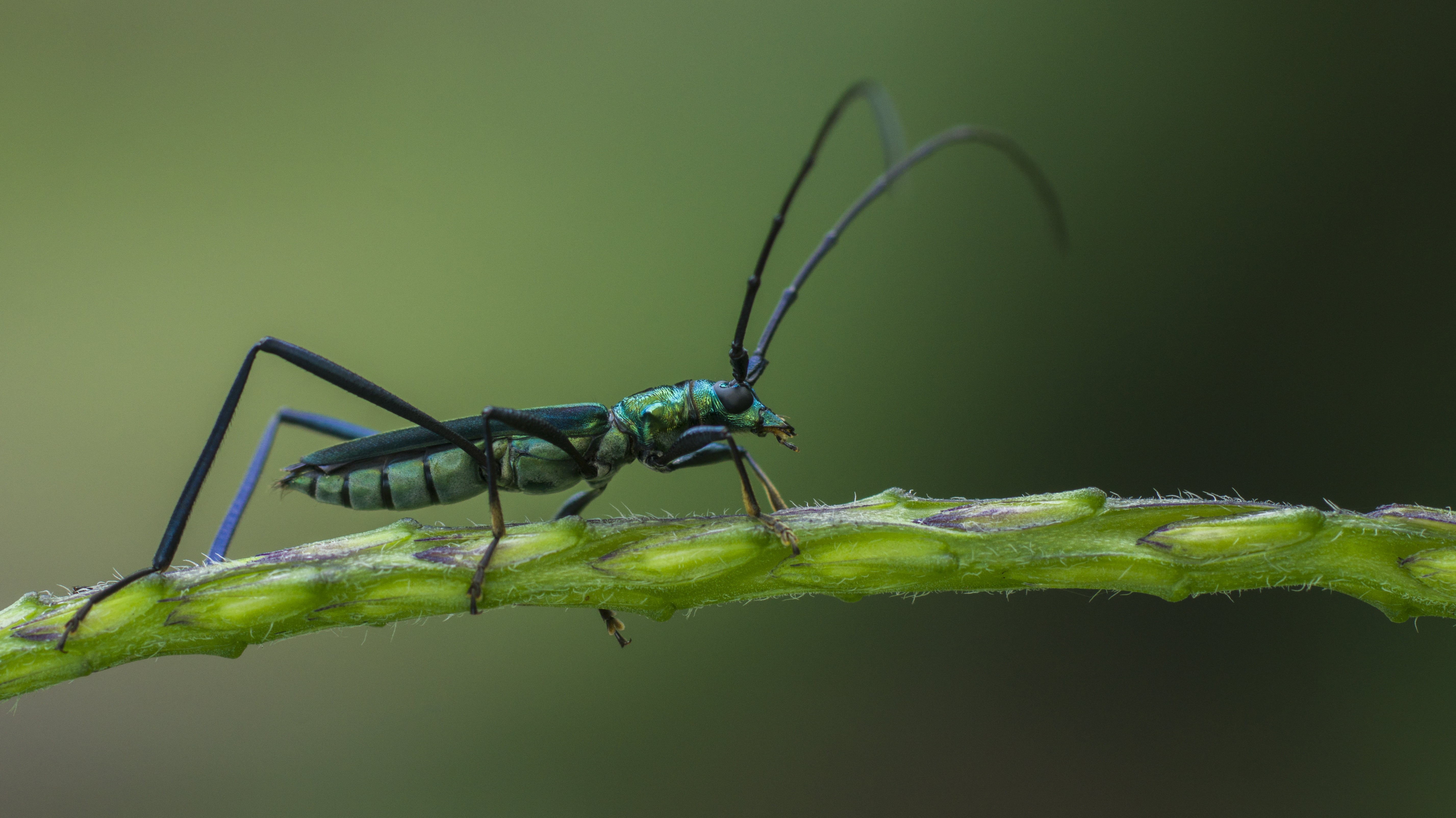 animal, nature, green, close-up, horned, macro shot, coleoptera, Dreams, wildlife, winged, leaf, longhorn, Close up, compound eyes, insect, macro, stem, HD Wallpaper