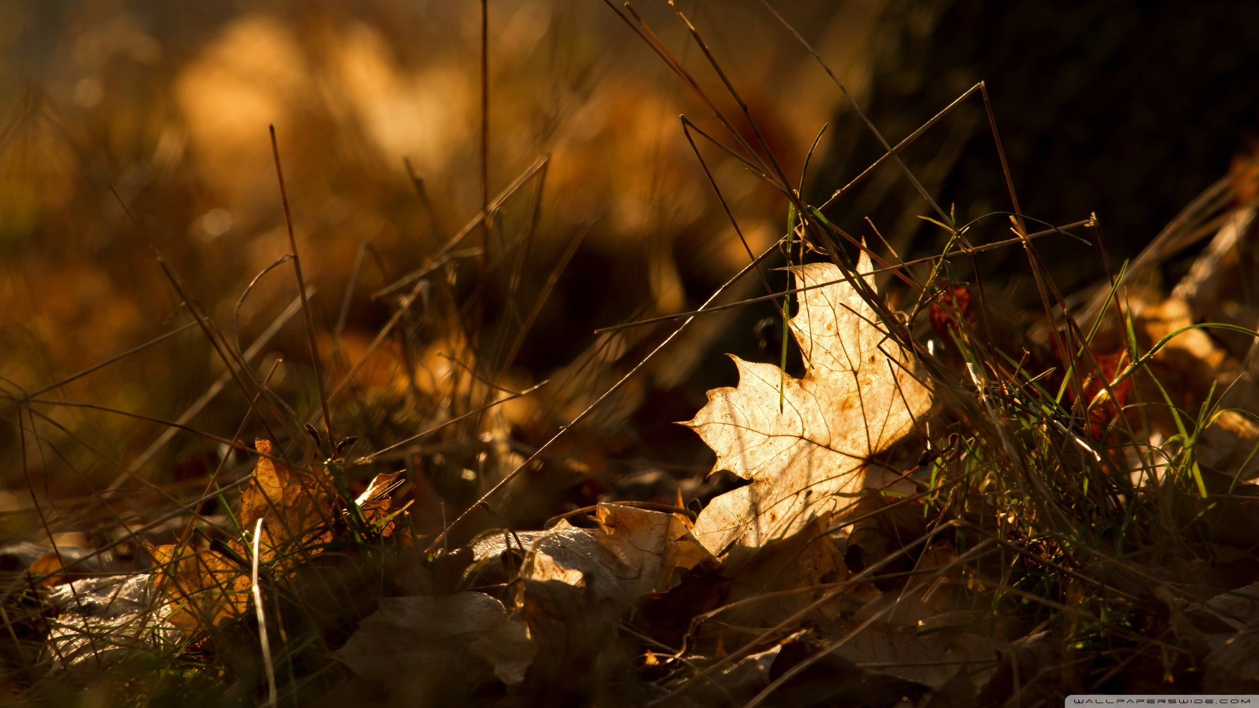 change, dried, plant part, grass, close-up, focus on foreground, forest, bow, leaves, sunlight, closeup, black, 2K, leaf, growth, no people, autumn, brown, HD Wallpaper