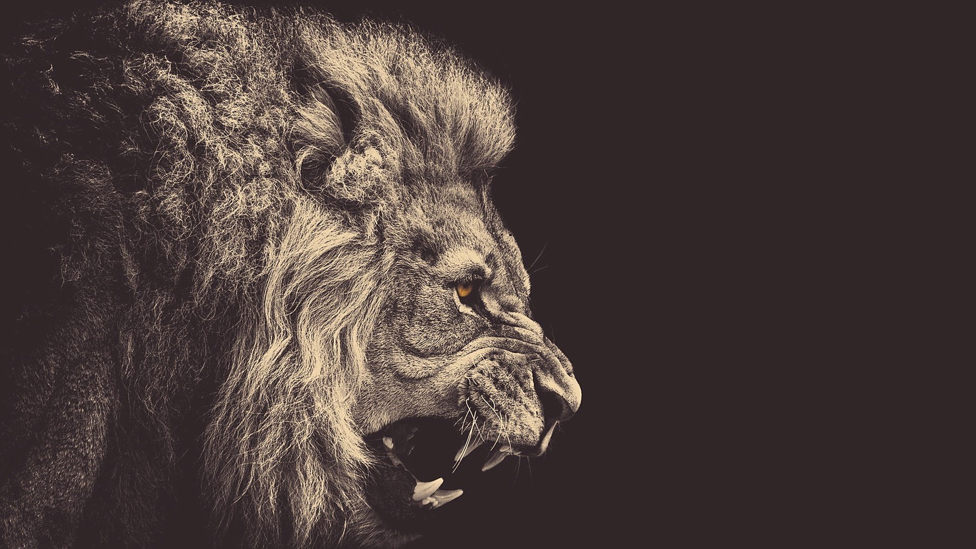 Galatasaray S.K., 1080P, lion, HD Wallpaper