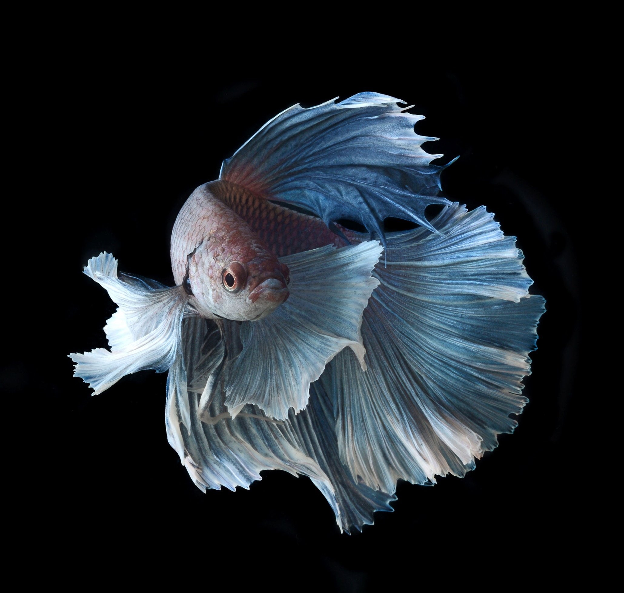 Colorful, aggression, nature, animal themes, one animal, 1080P, luxury, animal, dark, flying, fish, anger, vertebrate, blue, animal body part, studio shot, HD Wallpaper