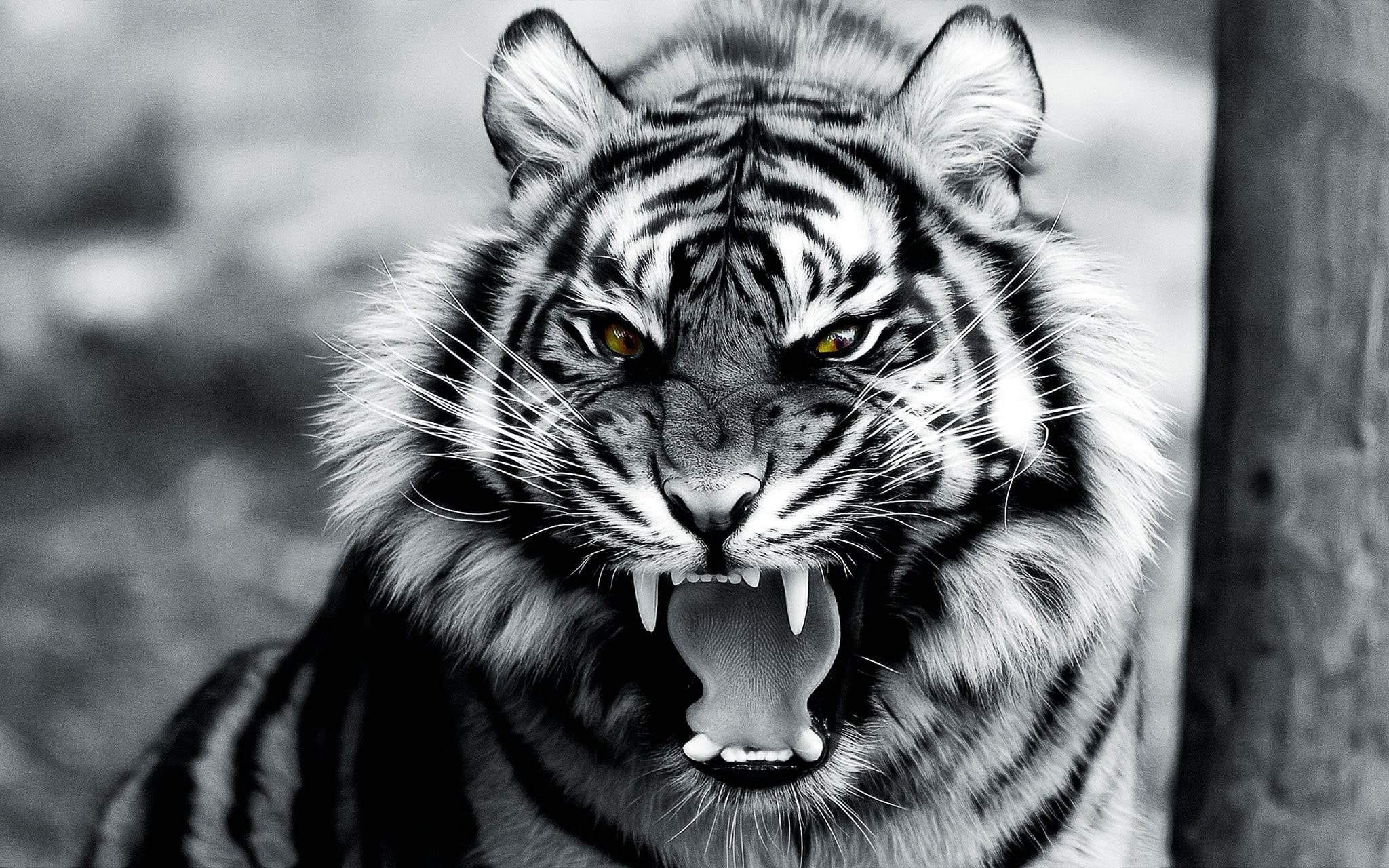 animal, roar, cat, animals, no people, focus on foreground, photo, animals in the wild, animal themes, whisker, feline, 1080P, close-up, vertebrate, digital art, HD Wallpaper