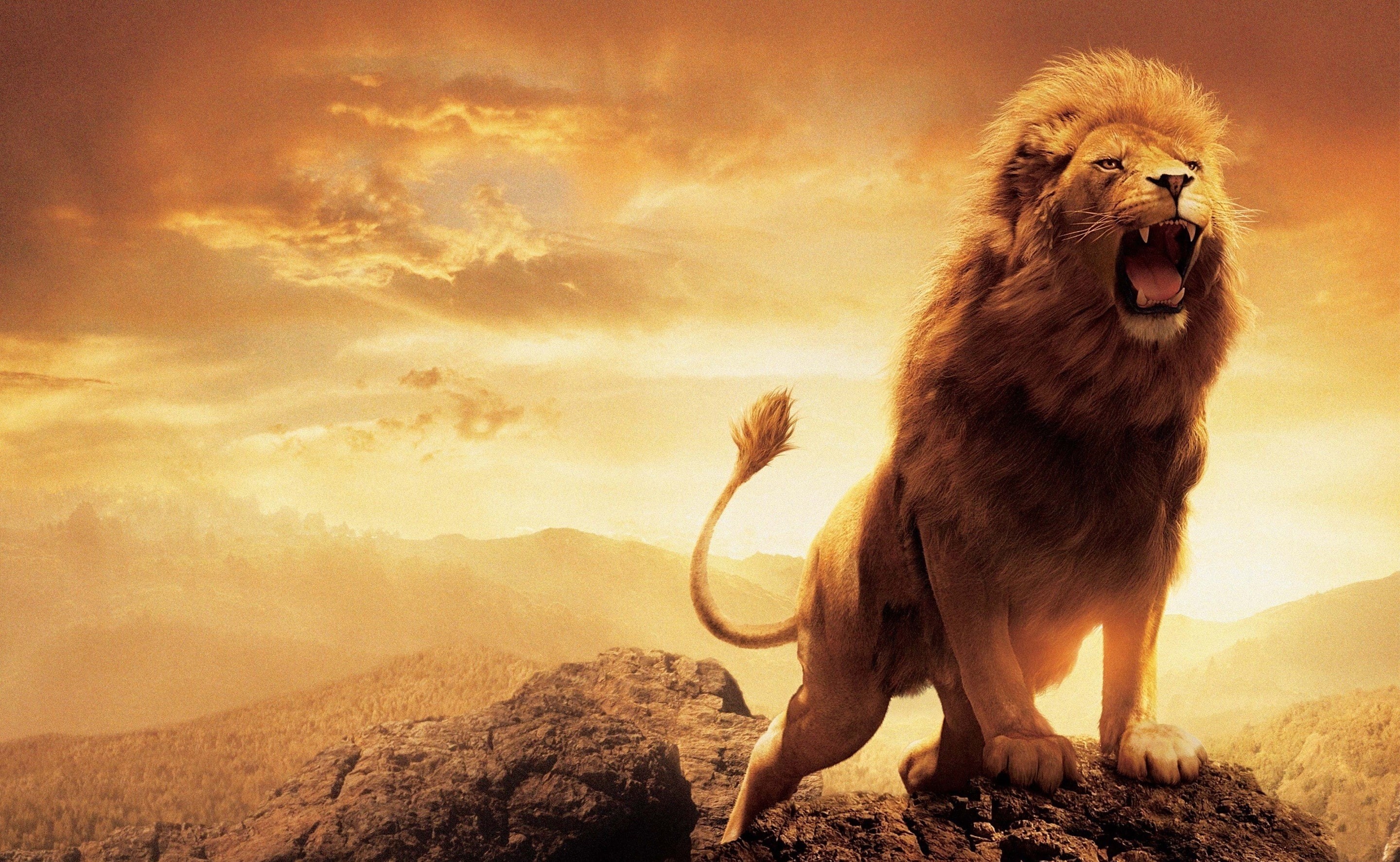 lion - feline, rugido, magestuoso, leon, animals in the wild, mountain, animal wildlife, lion, one animal, feline, Animals, rock, mammal, animal, animal body part, HD Wallpaper
