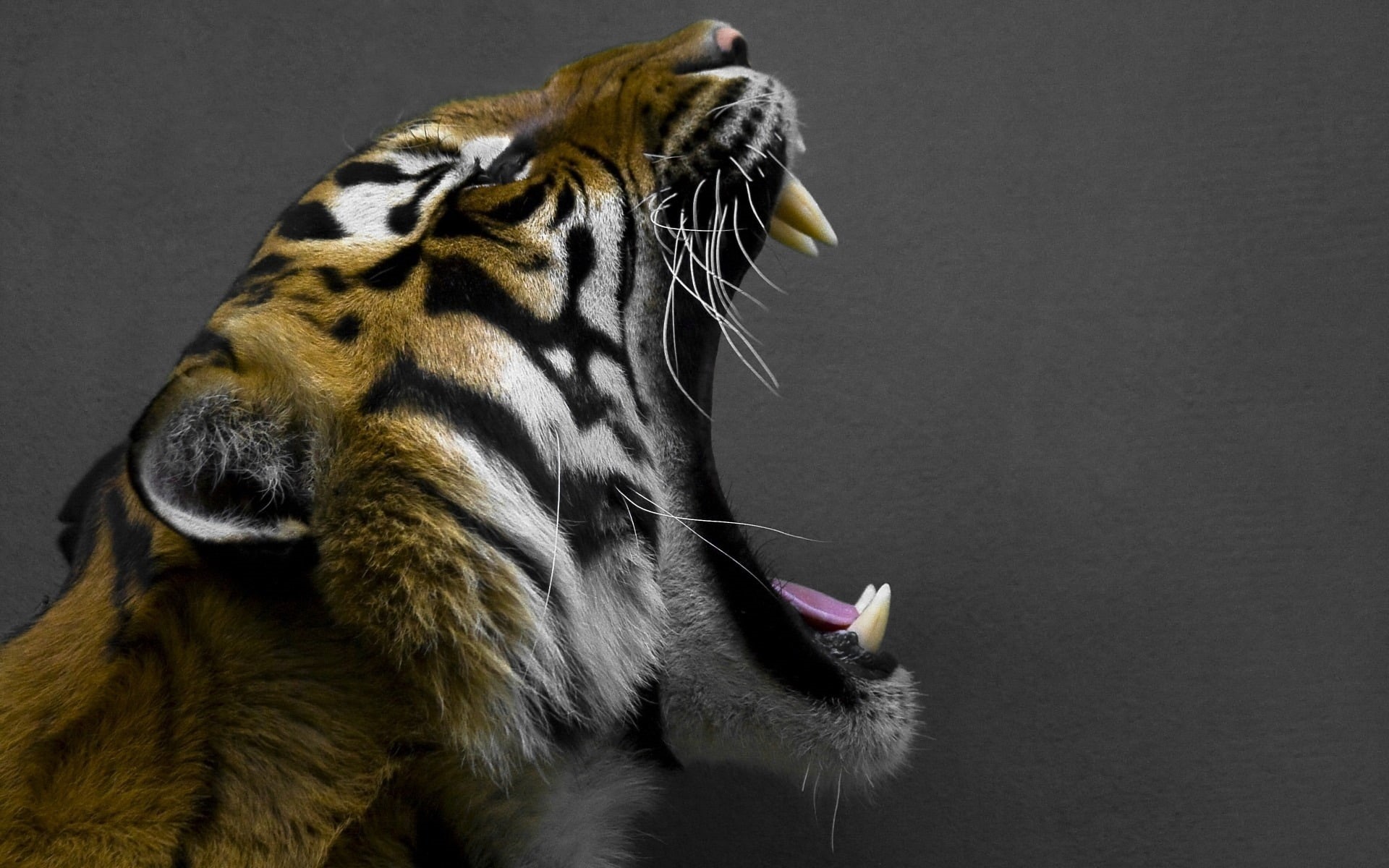 animals, tiger, roar, 1080P, HD Wallpaper