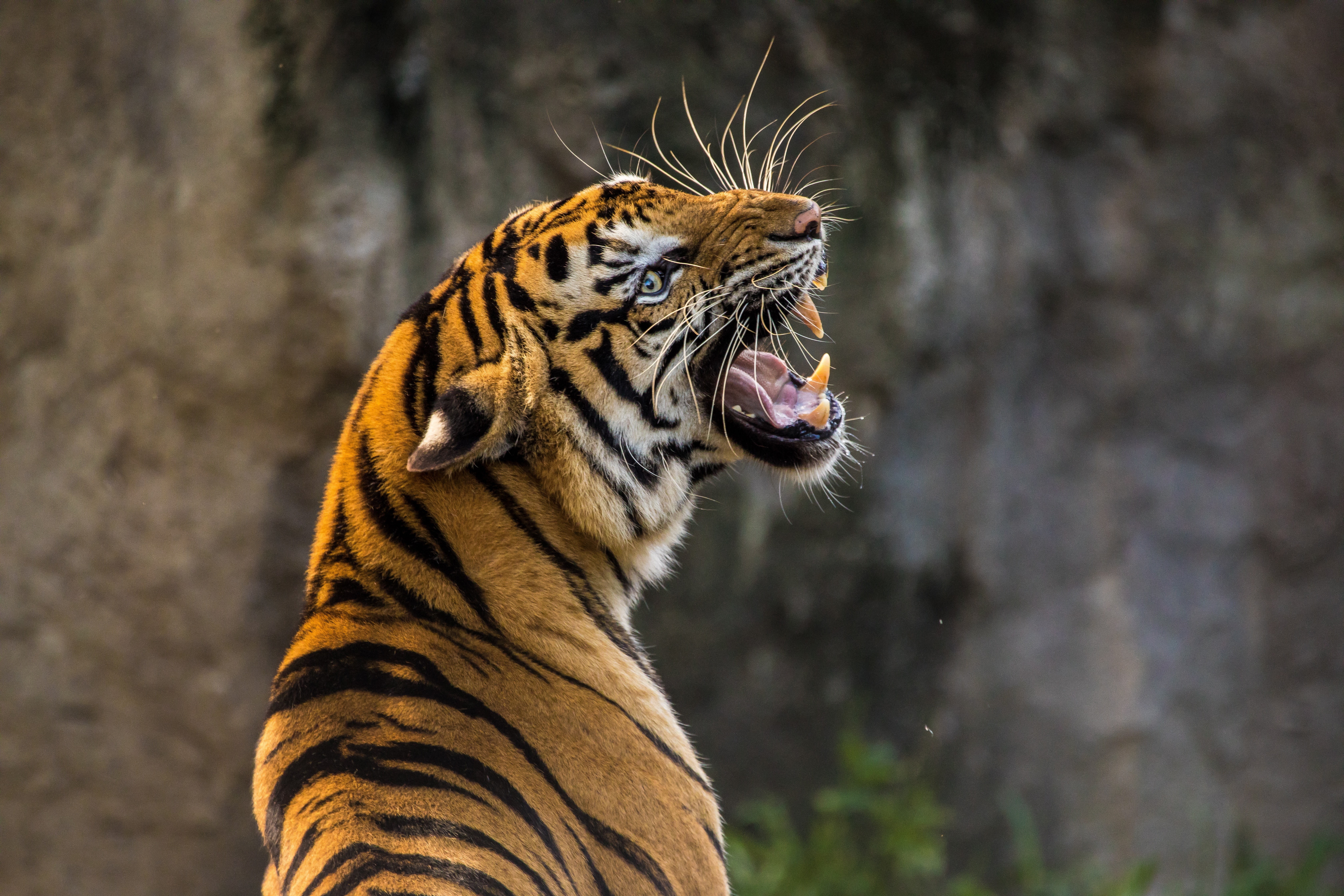Roaring, 5K, Tiger, 5K, HD Wallpaper
