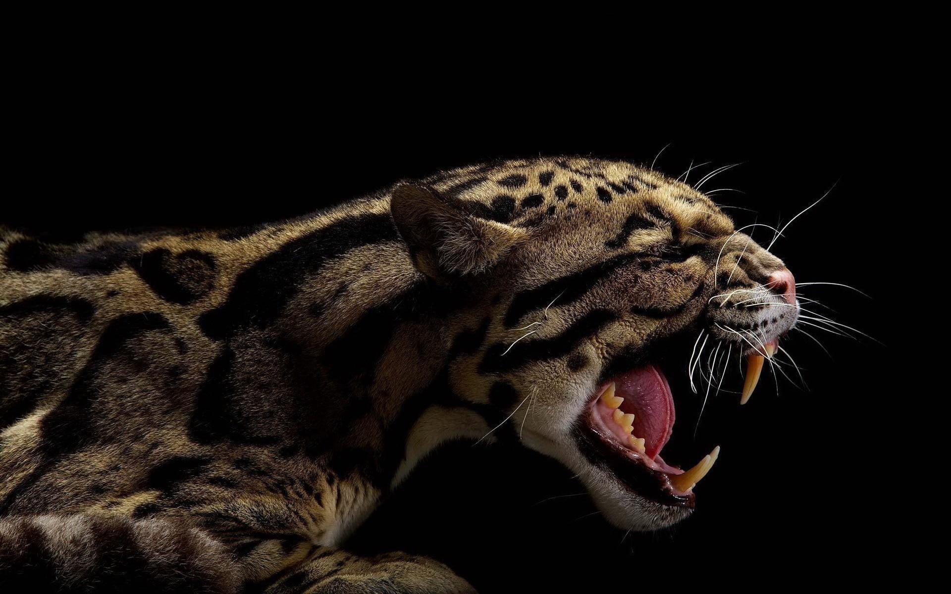 yawning, tiger, mouth, animal tongue, black, snarling, animal body part, close-up, aggression, cat, white tiger, animal, animal themes, facial expression, HD Wallpaper