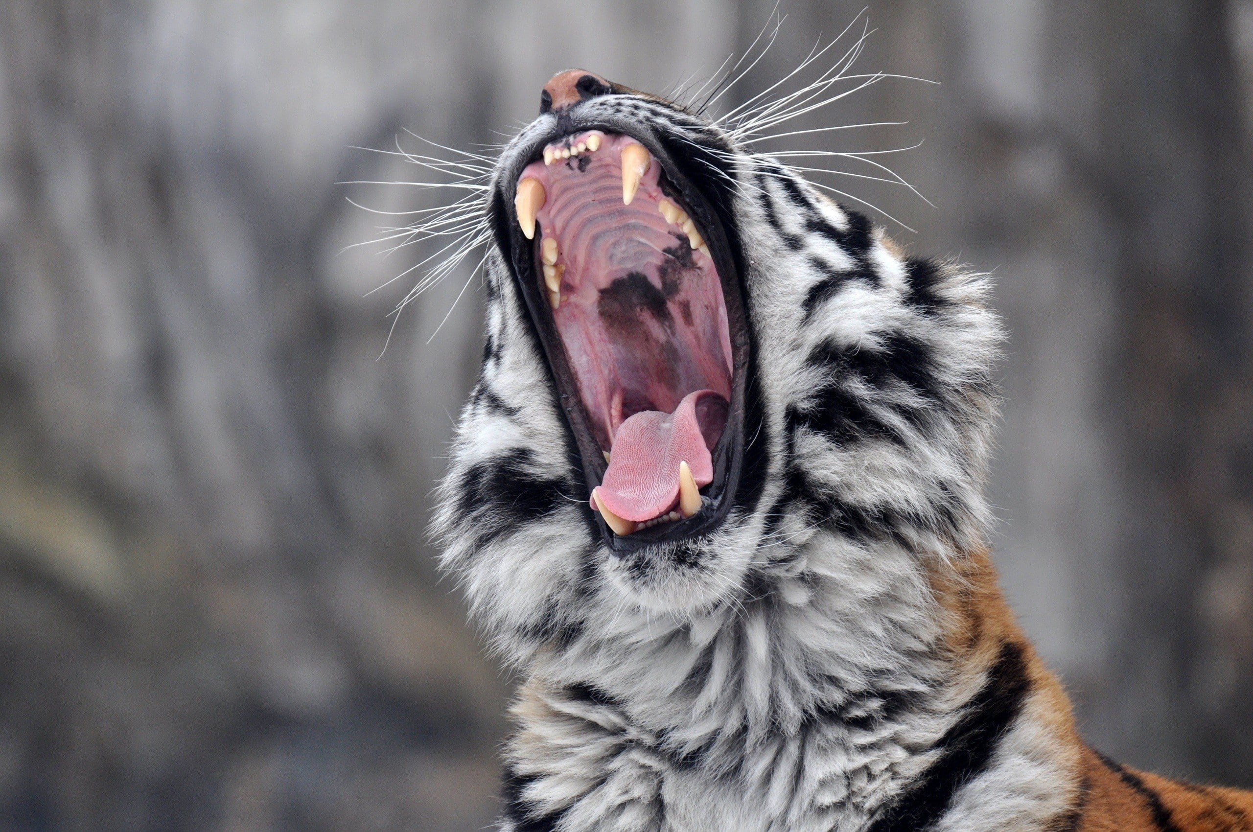 facial expression, mammal, one animal, roar, whisker, feline, animal, pets, cat, animal themes, no people, mouth, focus on foreground, yawning, tiger, animals in the wild, HD Wallpaper