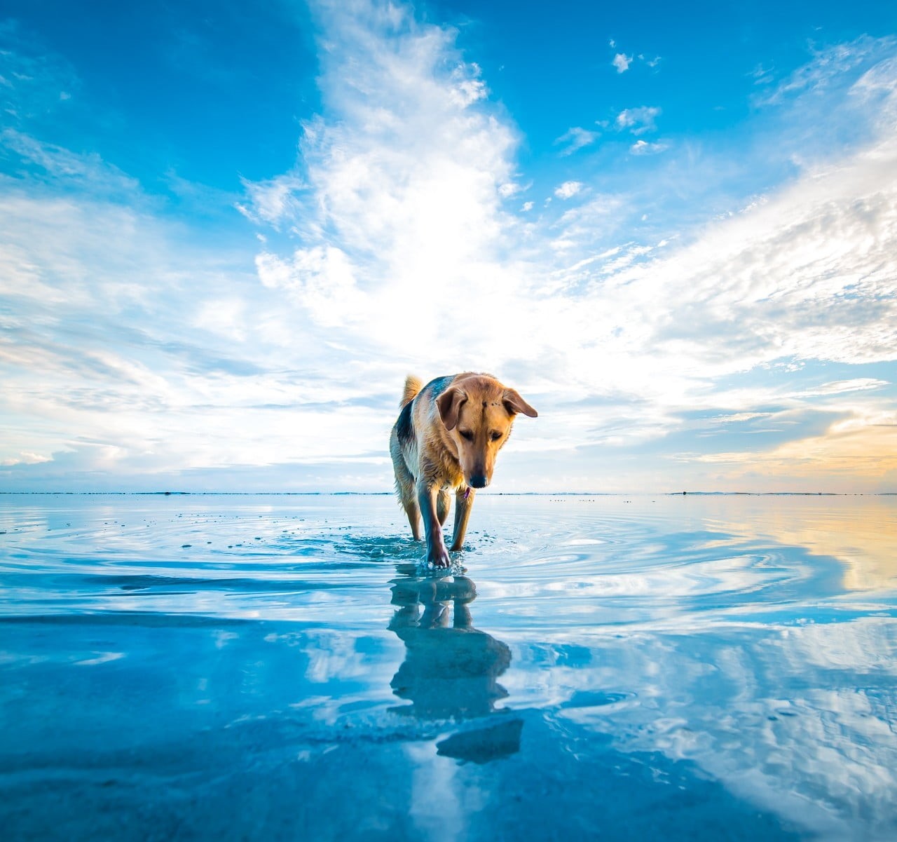 white, beach, close, cloud - sky, clouds, mammal, one animal, sea, animal themes, animals, retriever, nature, domestic animals, outdoors, walking, black, HD Wallpaper