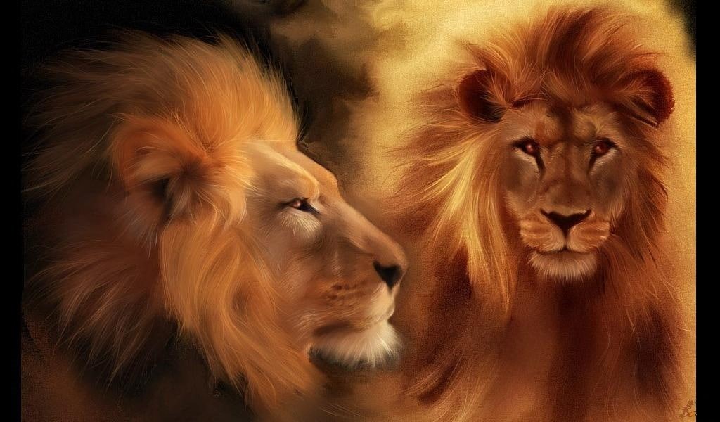 lion, 480P, lions, beautiful, eyes, animals, hd, couple, head, HD Wallpaper