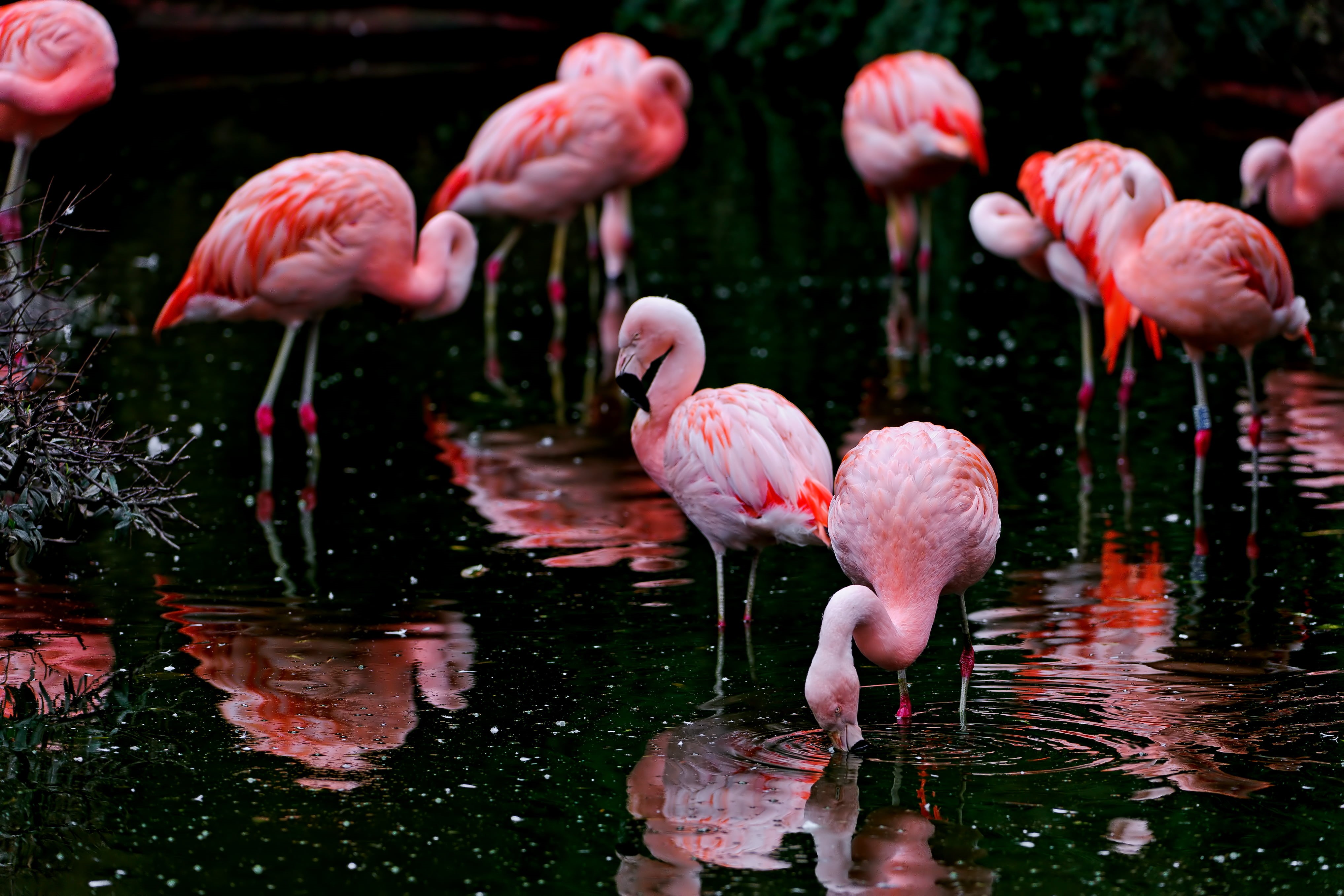 Flamingo, nature, pink, france, wildlife, bird, amnéville, special, feather, red, nikon  d700, animal, 4K, birds, pink Color, black, water, Flamingoes, HD Wallpaper