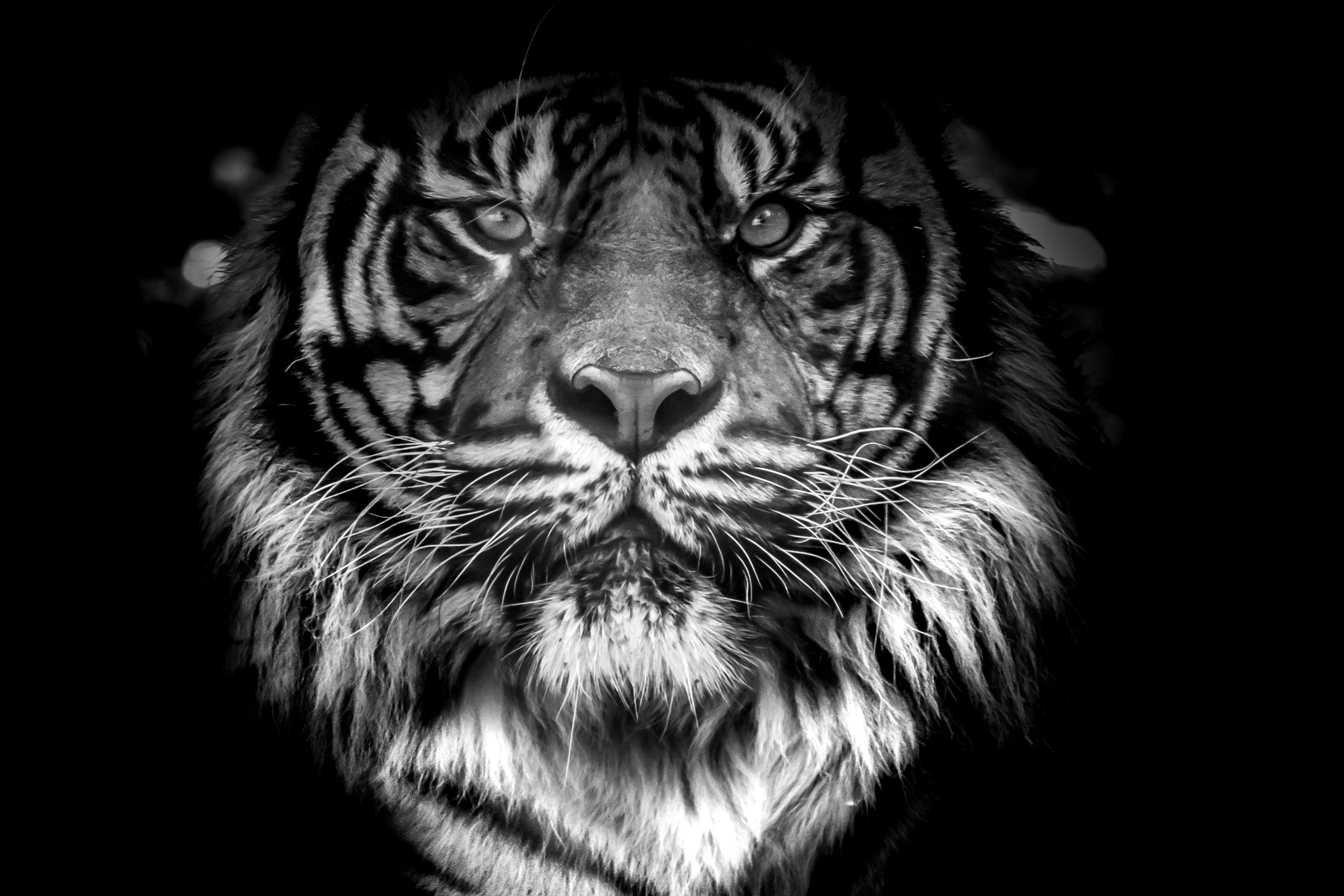 carnivora, fur, wildlife, vertebrate, 5K, close-up, animal wildlife, relaxing, animal markings, no people, species, cat, black, mammal, animals in the wild, HD Wallpaper