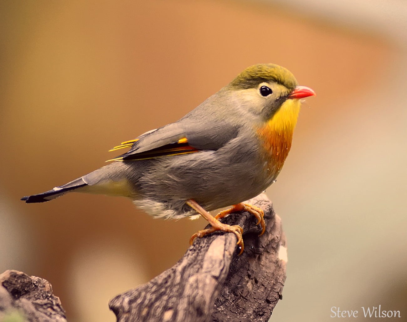 feather, animals In The Wild, 720P, gray, animal, focus, England, Color, UK, Cheshire, Chester  Zoo, yellow, Upton, photo, Chester Zoo, Avian, Colorful, HD Wallpaper