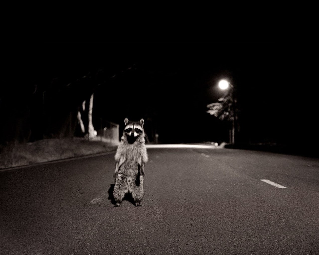 portrait, dog, racoon, pets, canine, small, illuminated, 720P, city, one animal, mammal, street, domestic animals, domestic, raccoons, road, no people, HD Wallpaper