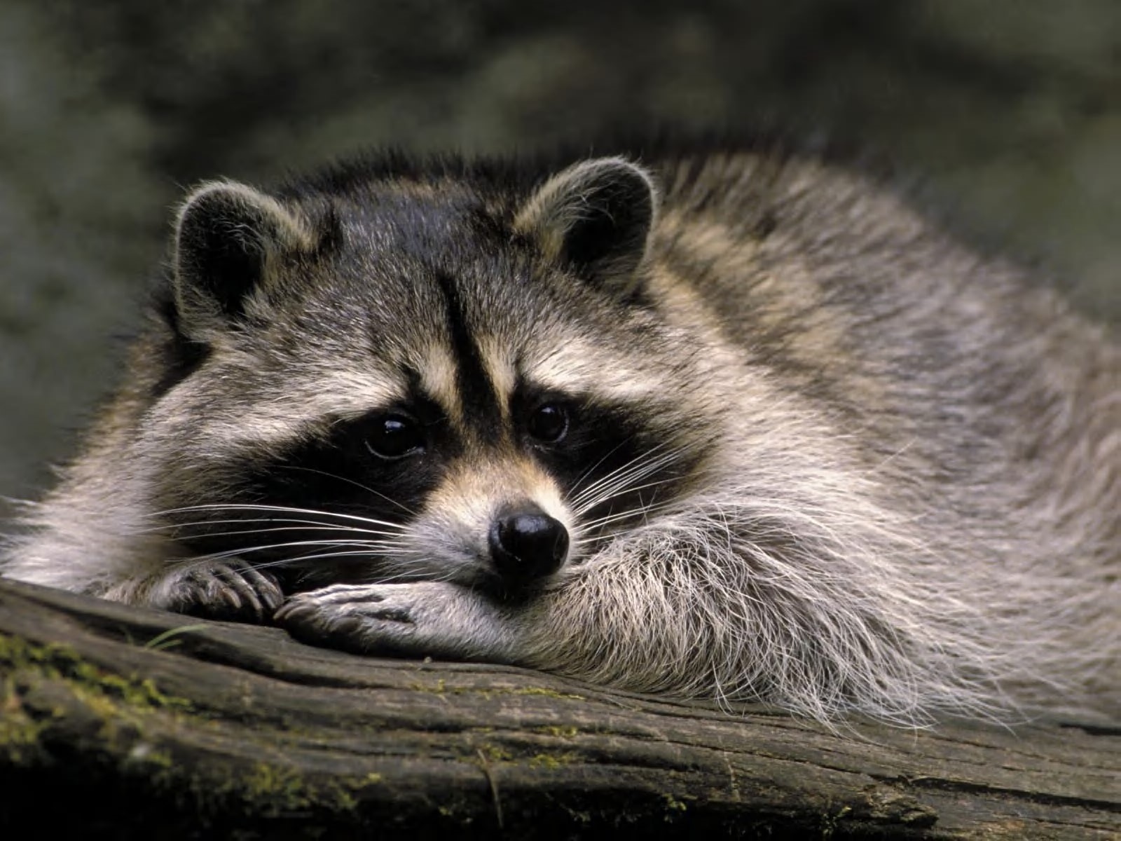 animals, 720P, racoon, hd, HD Wallpaper