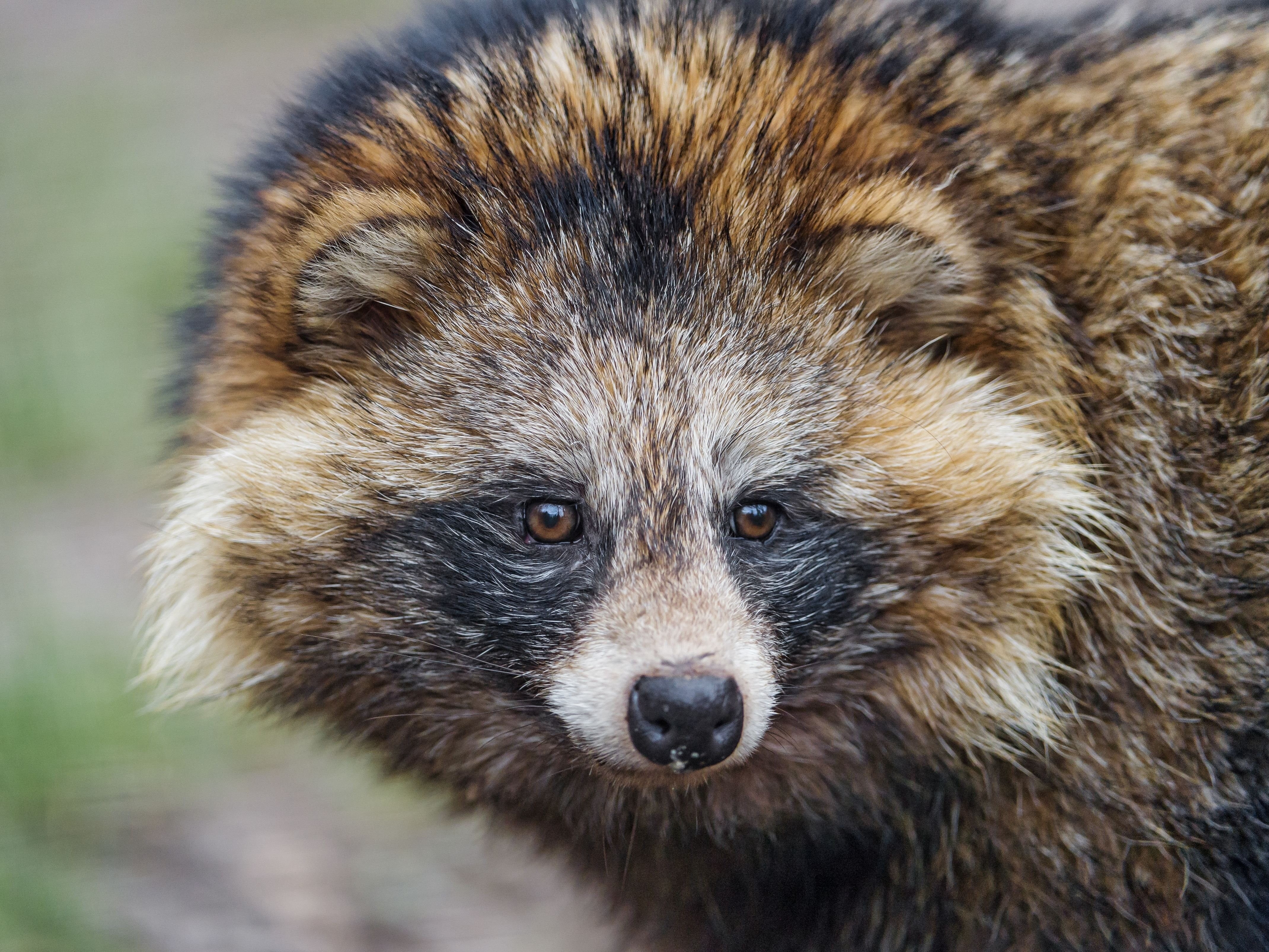 raccoon, cute, young Animal, animal wildlife, claw, focus on foreground, fur, whisker, animals In The Wild, looking at camera, day, mammal, 4K, portrait, HD Wallpaper