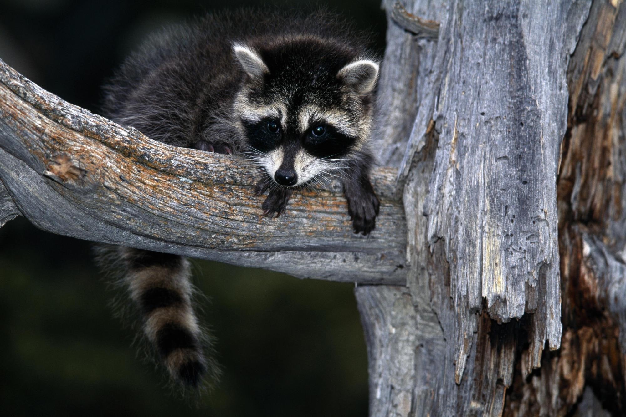 animals, 1080P, madhumitha, racoon, that, HD Wallpaper