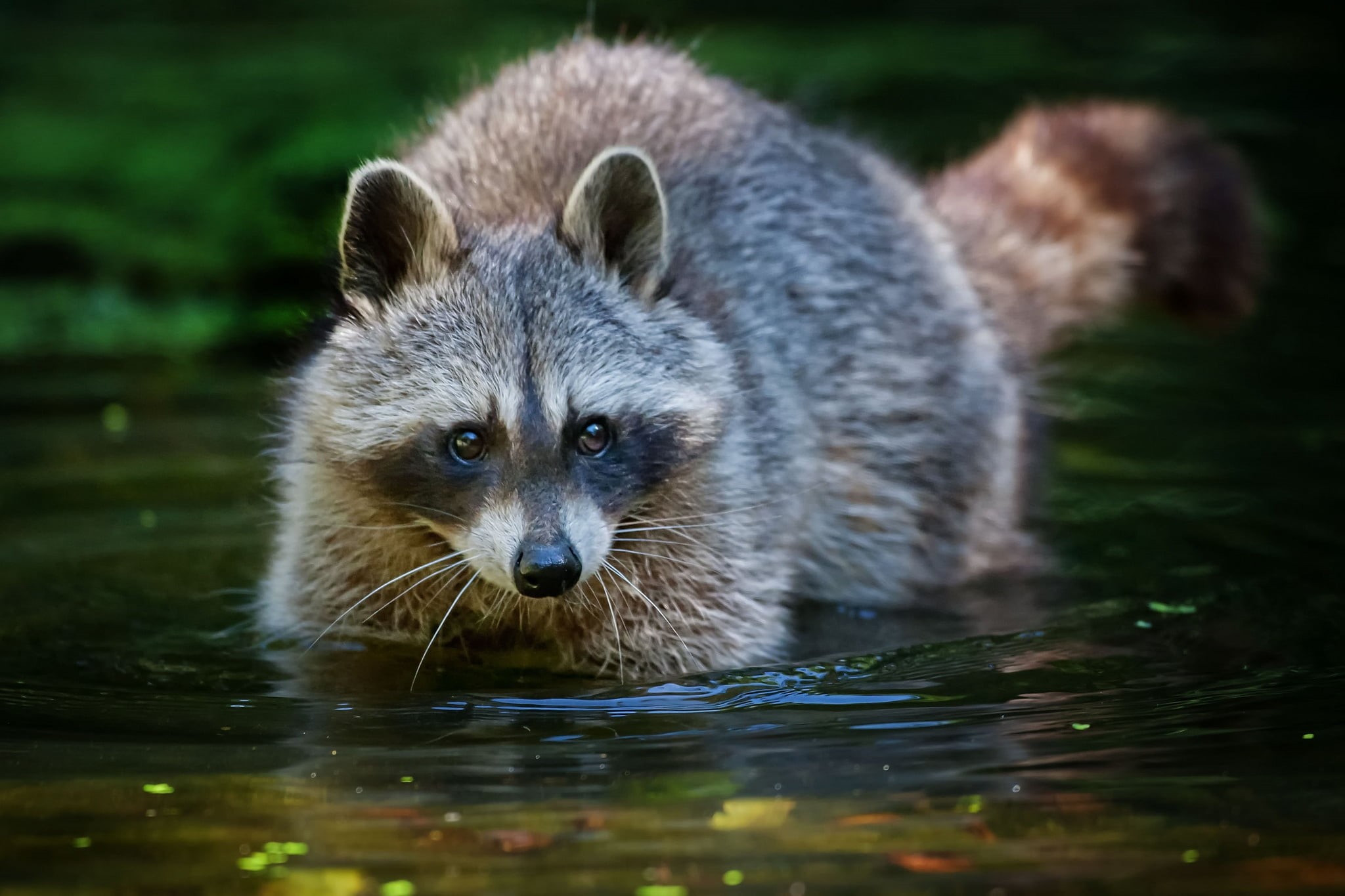 animal head, snout, nature, animal themes, day, bear, walk, looking, animal body part, animals In The Wild, water, raccoon, portrait, racoon, canine, carnivore, HD Wallpaper