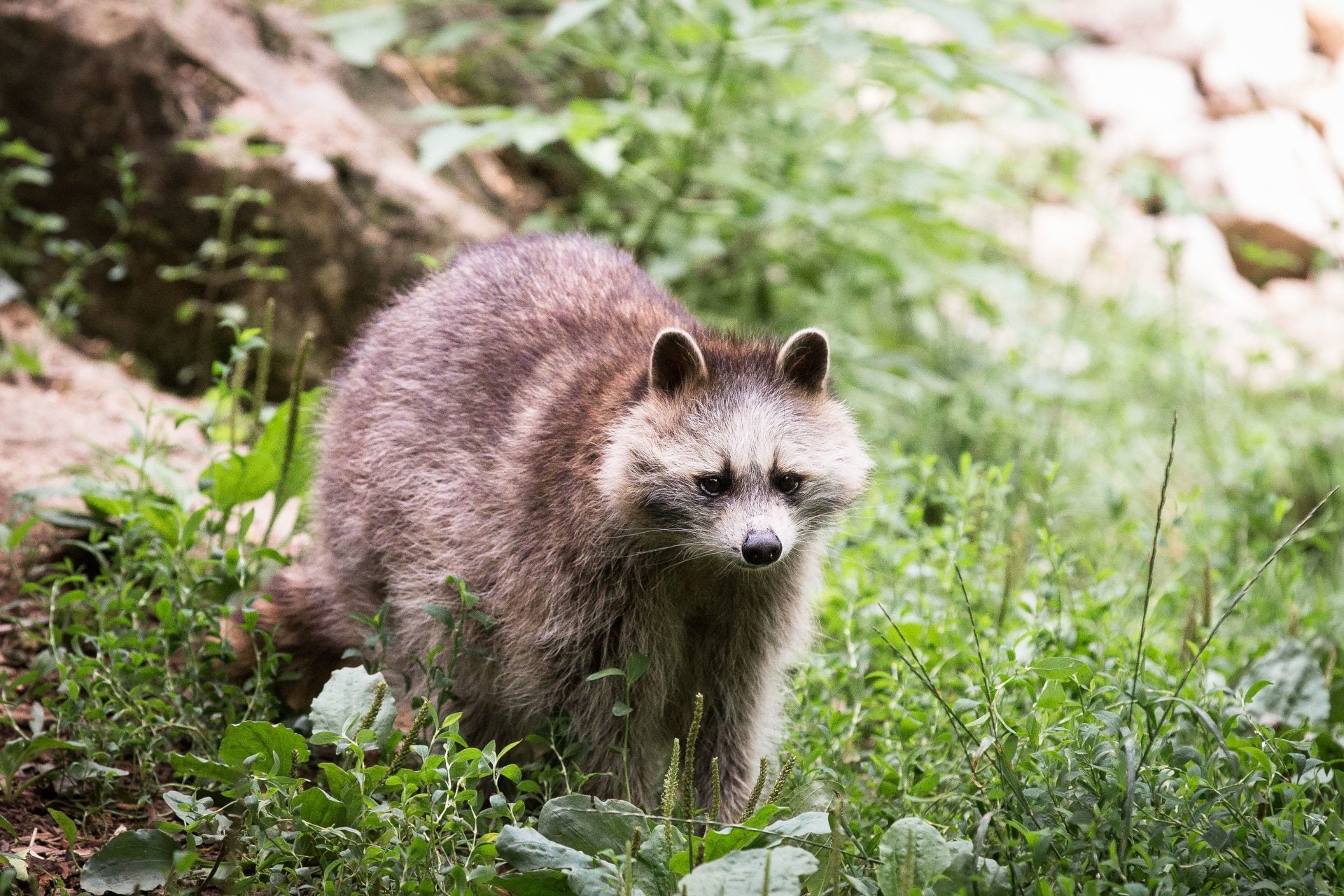 Raccoon, 1080P, Racoon, Animal, HD Wallpaper