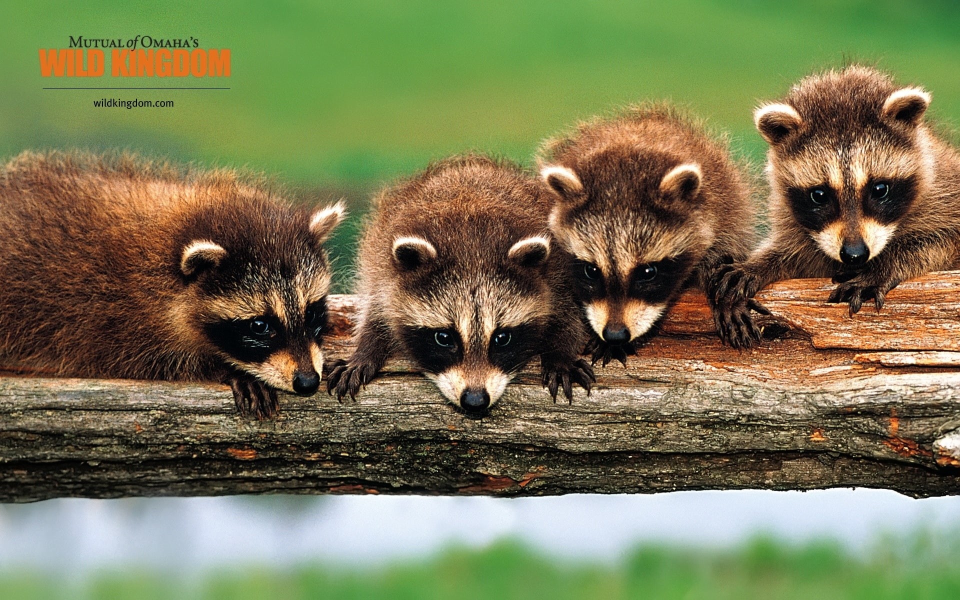 racoons, 1080P, HD Wallpaper