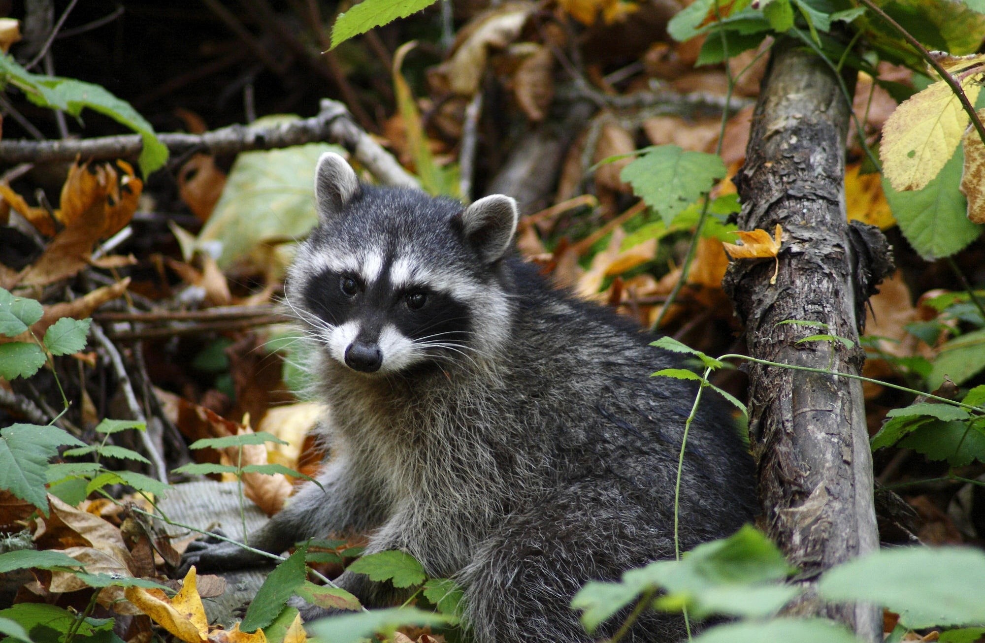 Wild, Animals, Resting, Young, animal, plant part, Racoon, gray, animal themes, animal wildlife, whisker, nature, day, mammal, land, tree, animals in the wild, HD Wallpaper