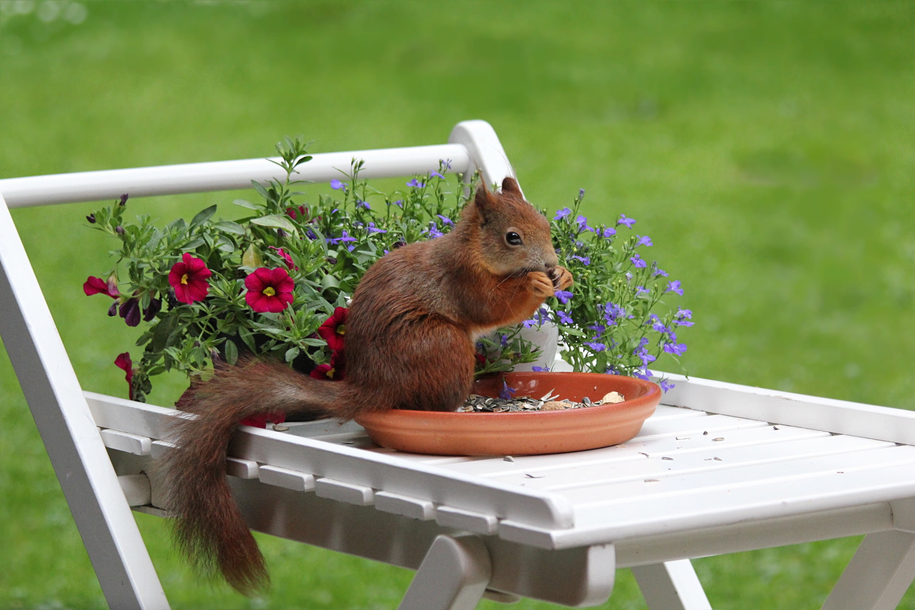 rodent, no people, flowering plant, 2K, focus on foreground, outdoors, vertebrate, animal wildlife, fur, animal themes, animal, day, cute, close-up, food and drink, HD Wallpaper