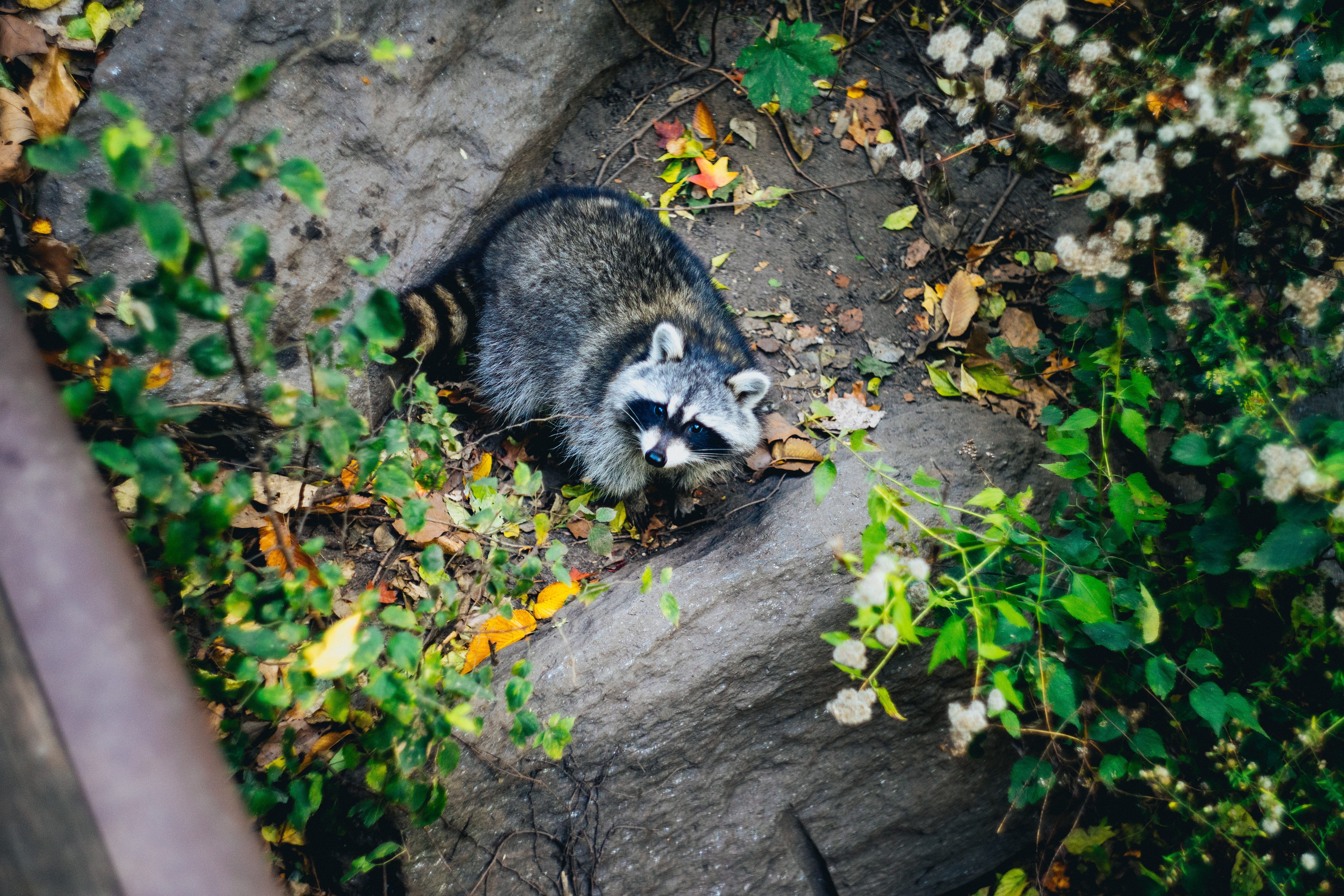 leaf, angle, plant, animal themes, nature, animal, racoon, feline, outdoors, vertebrate, no people, rock, 5K, photo, raccoon, domestic, day, growth, high angle view, HD Wallpaper