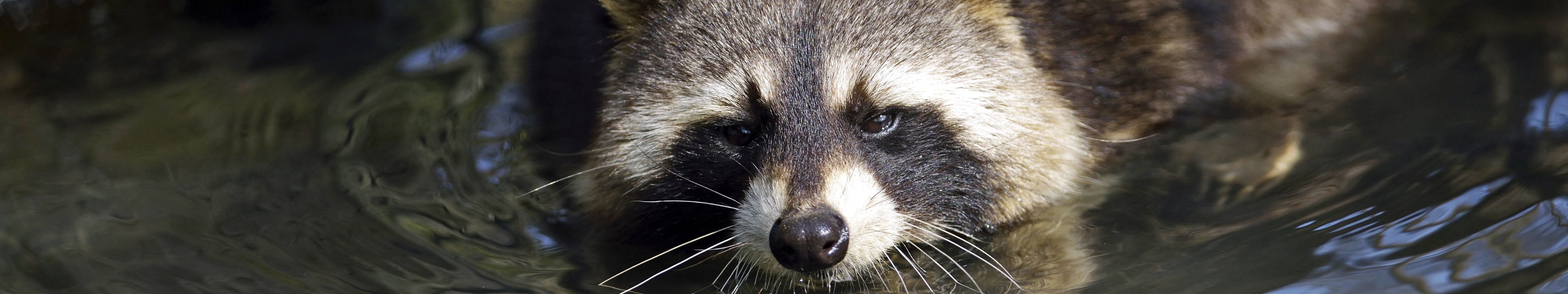 multiple, outdoors, mammal, animal body part, Raton, 5K, Racoon, animals in the wild, no people, Laveur, canine, animal, animal eye, multi, animal themes, HD Wallpaper