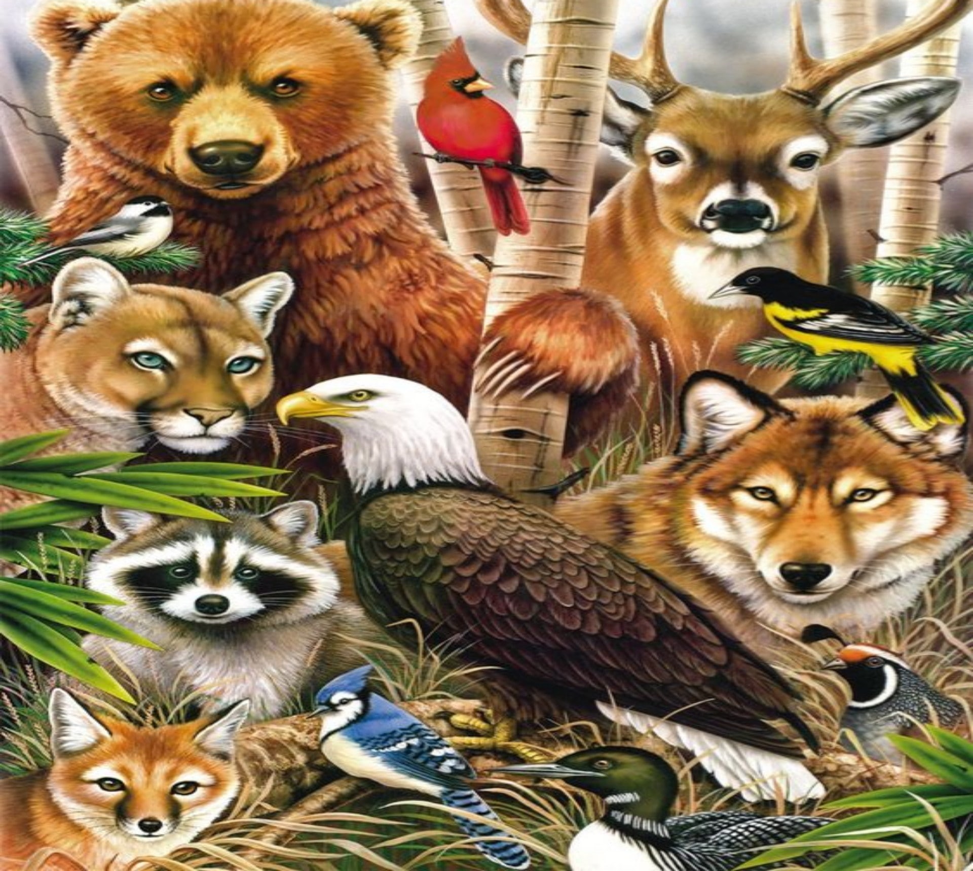 whisker, day, Racoon, Water, Birds, Trees, animal family, mammal, feline, Bear, animals in the wild, Mountain Lion, Deer, four animals, medium group of animals, HD Wallpaper