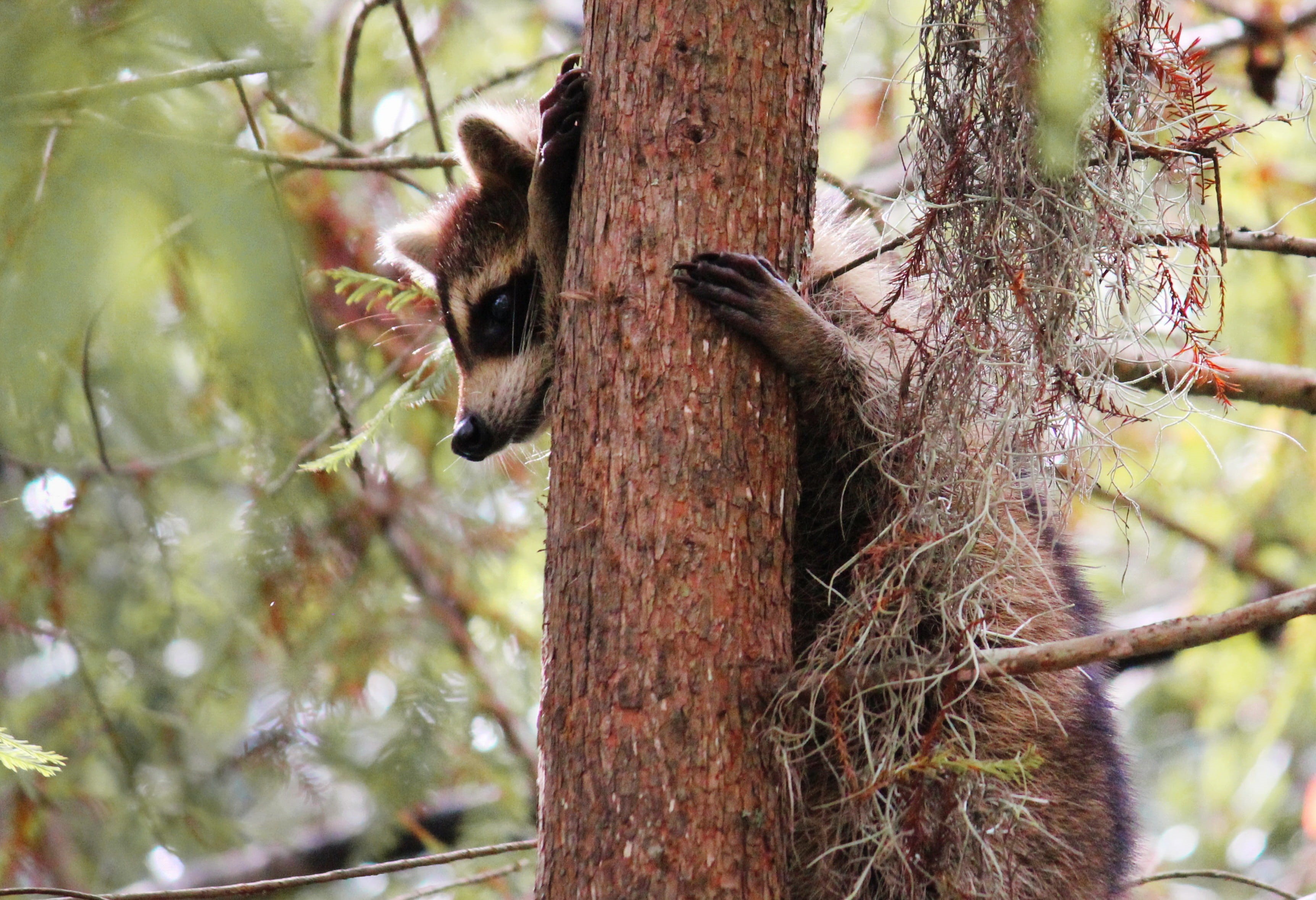 one animal, plant, nature, cat, climbing, branch, day, animals in the wild, tree trunk, animal wildlife, tree, animal themes, focus on foreground, animal, HD Wallpaper
