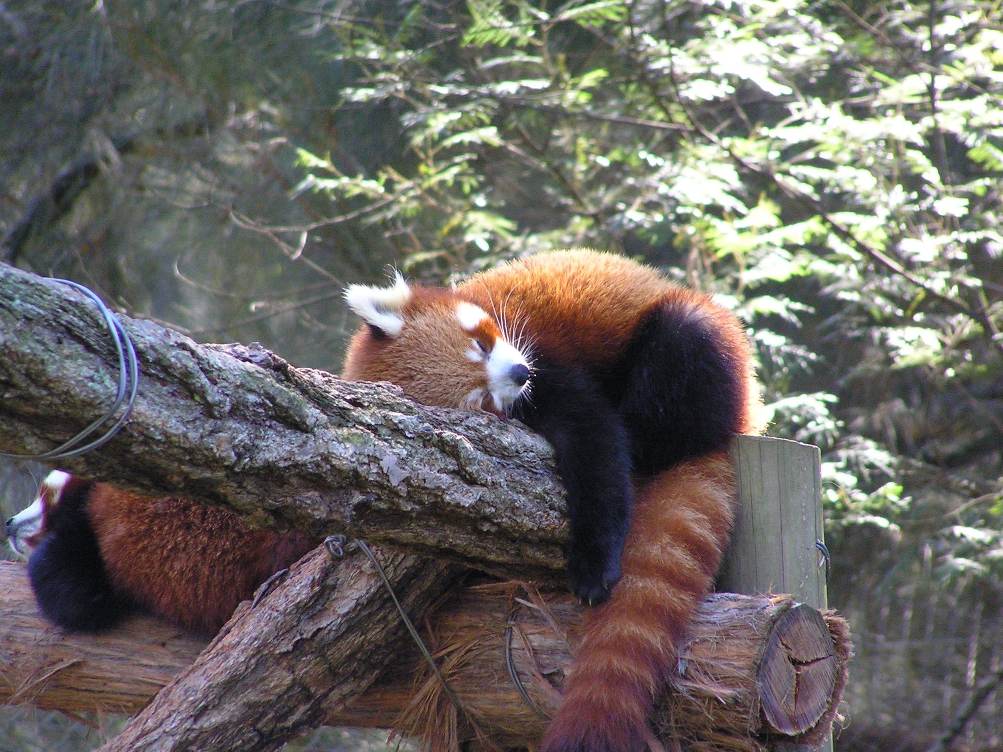 panda - animal, two, animal themes, racoon, no people, brown, nature, 1080P, branch, outdoors, young, day, vertebrate, funny, wood - material, cute, furry, HD Wallpaper